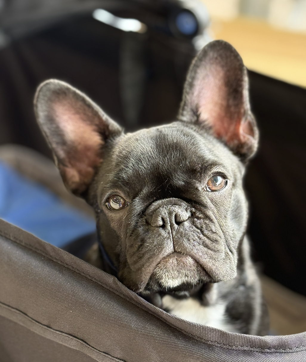 Frenchies in San Antonio, TX