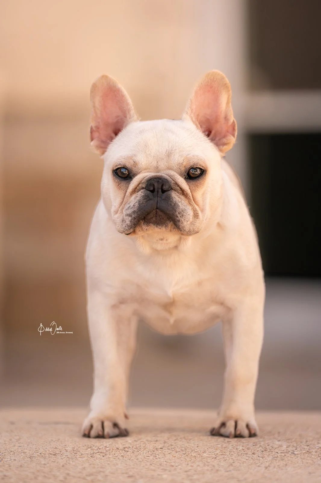 French Bulldog puppy with strong structure from a health-focused breeder