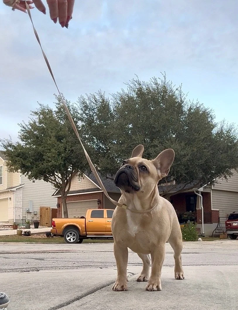 French Bulldog puppy care and health tips from Dream Workz Frenchies in San Antonio, Texas