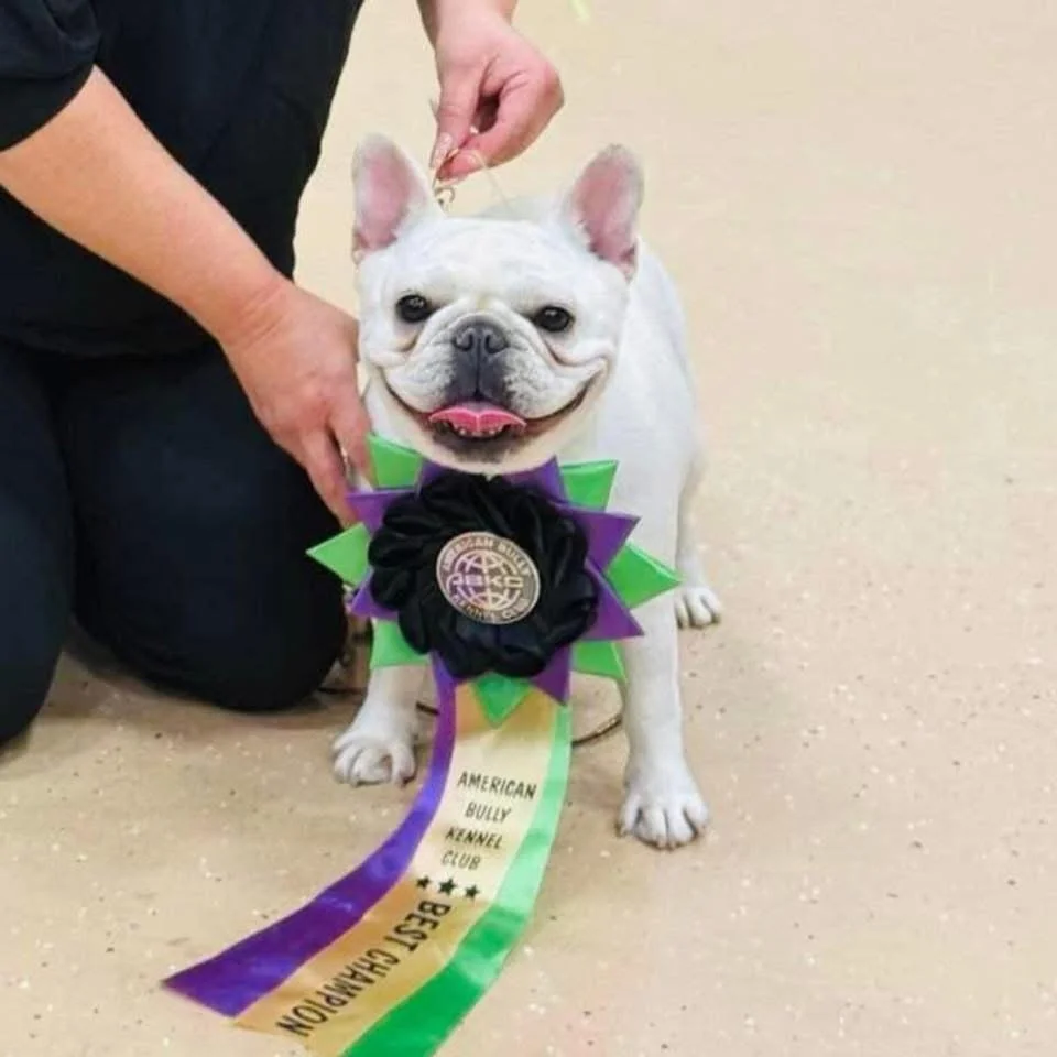 Frenchies in San Antonio, Texas