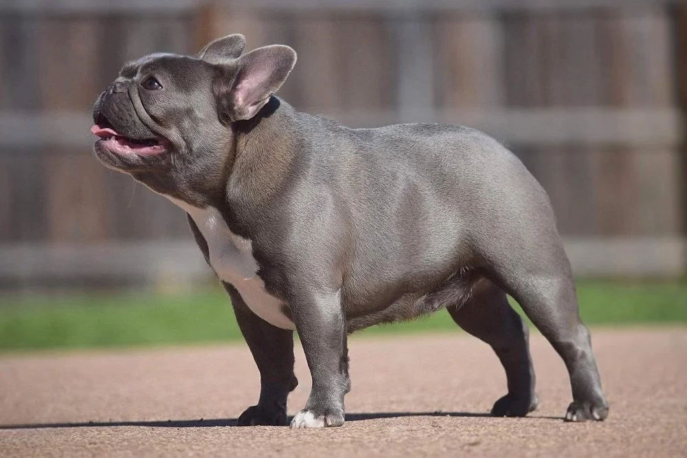 French Bulldogs in San Antonio, Texas