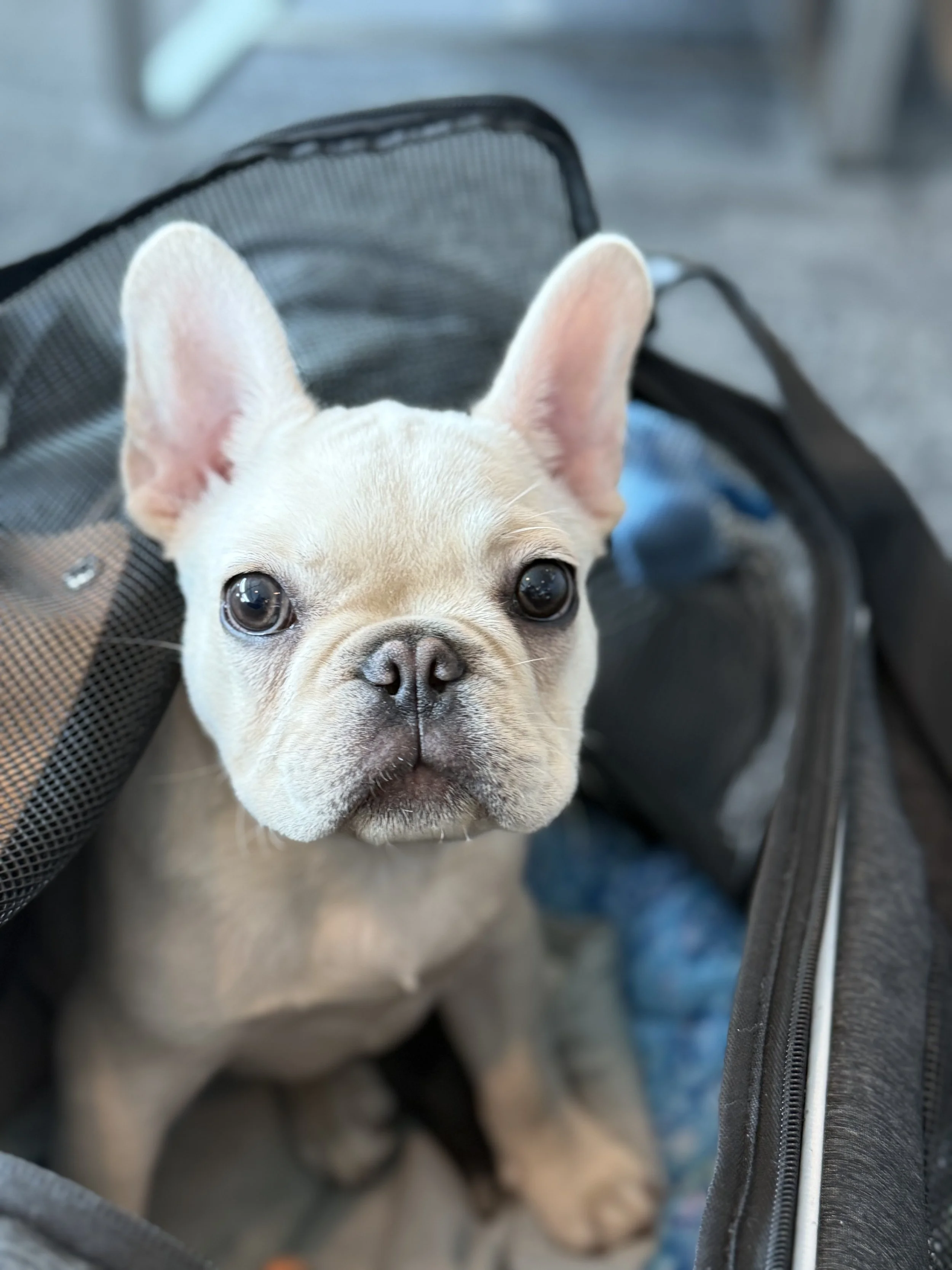 Weller male cream french bulldog near San Antonio TX at Dream workz frenchies