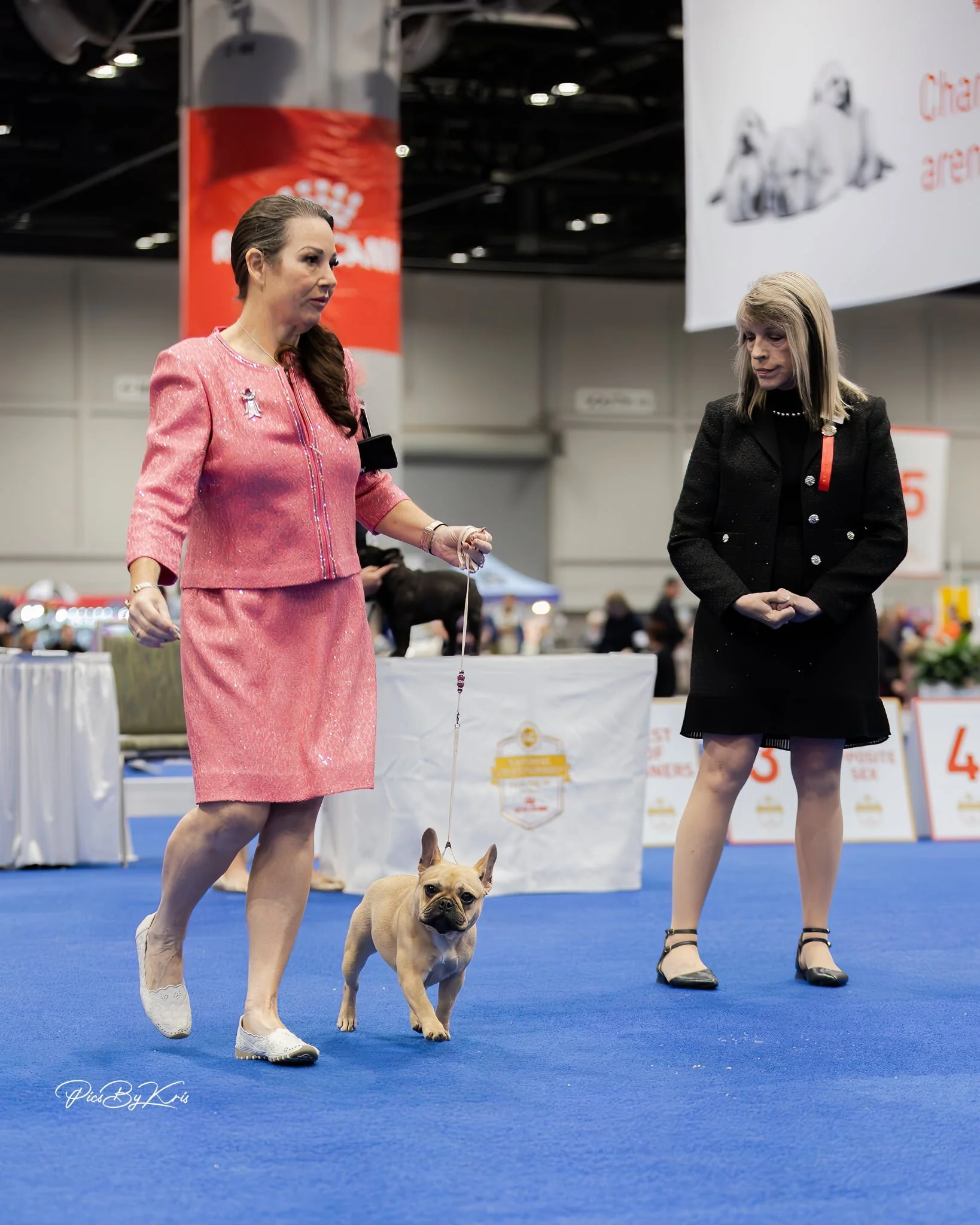 Frenchie Litters in San Antonio, TX | Dream Workz Frenchies