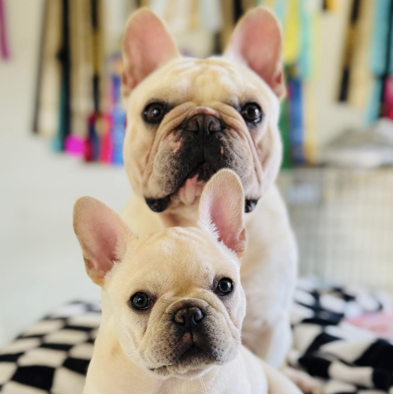 French Bulldog Breeder in San Antonio, TX