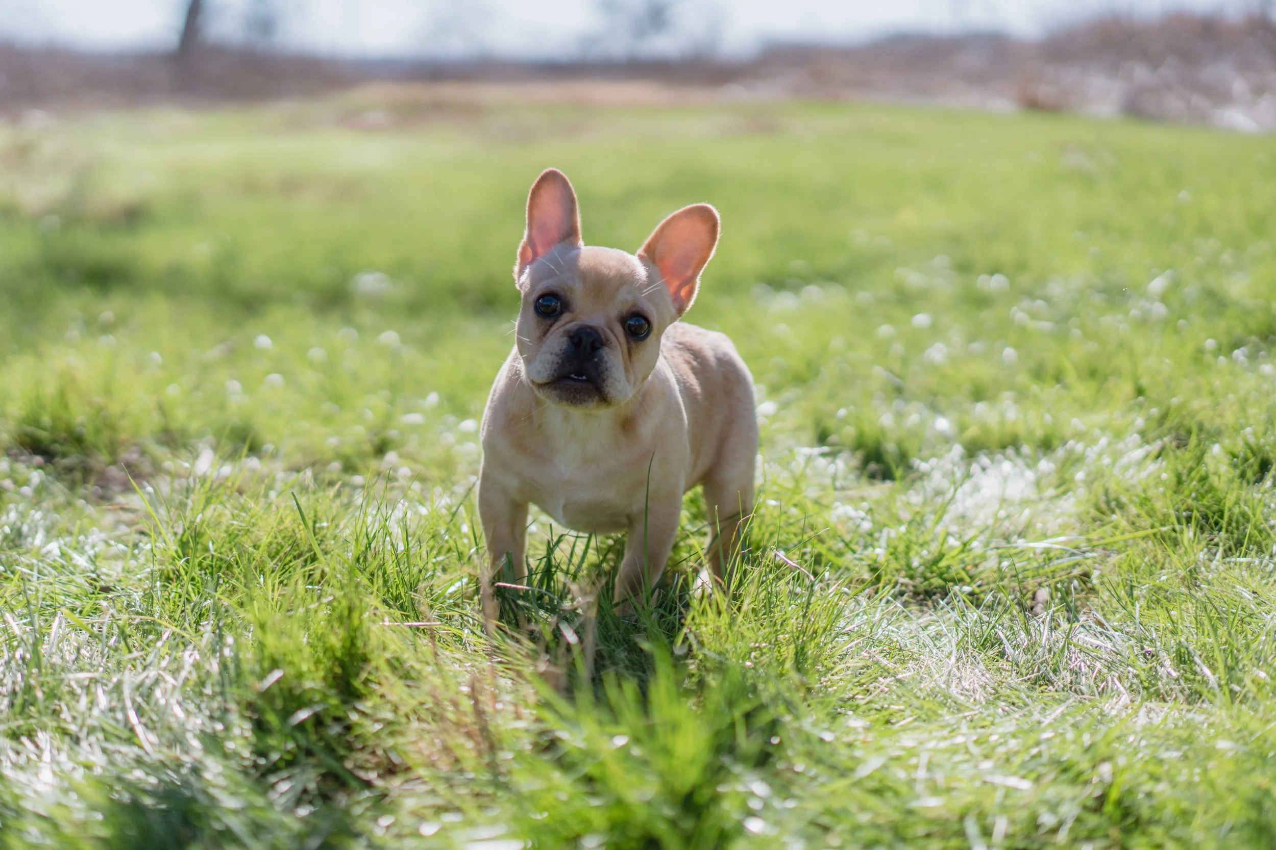 French Bulldog puppies for sale near San Antonio Dream Workz Frenchies