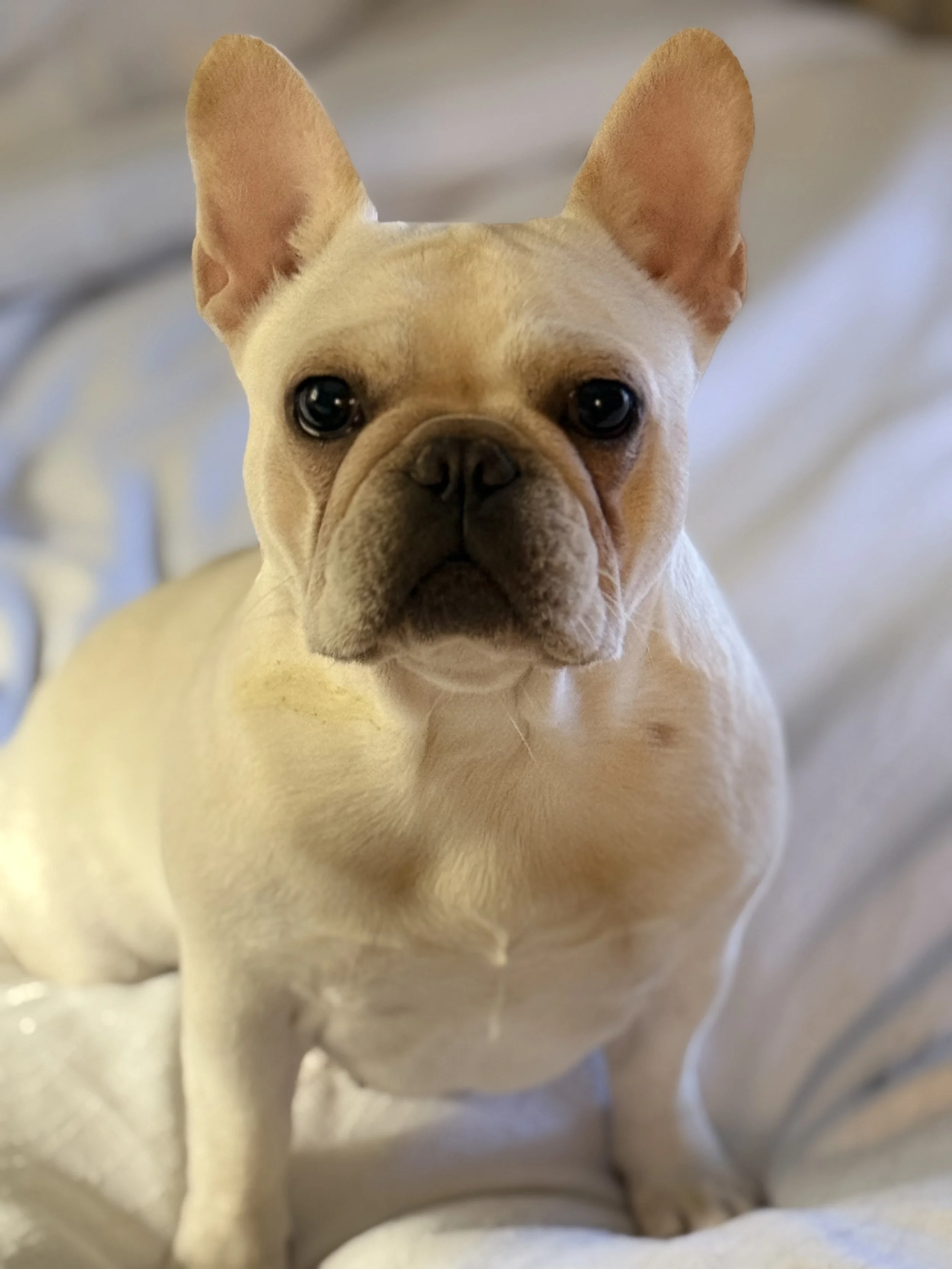 Lady Magdalena Cream Frenchie CJBK & Dreamworkz Frenchies in San Antonio Texas Area