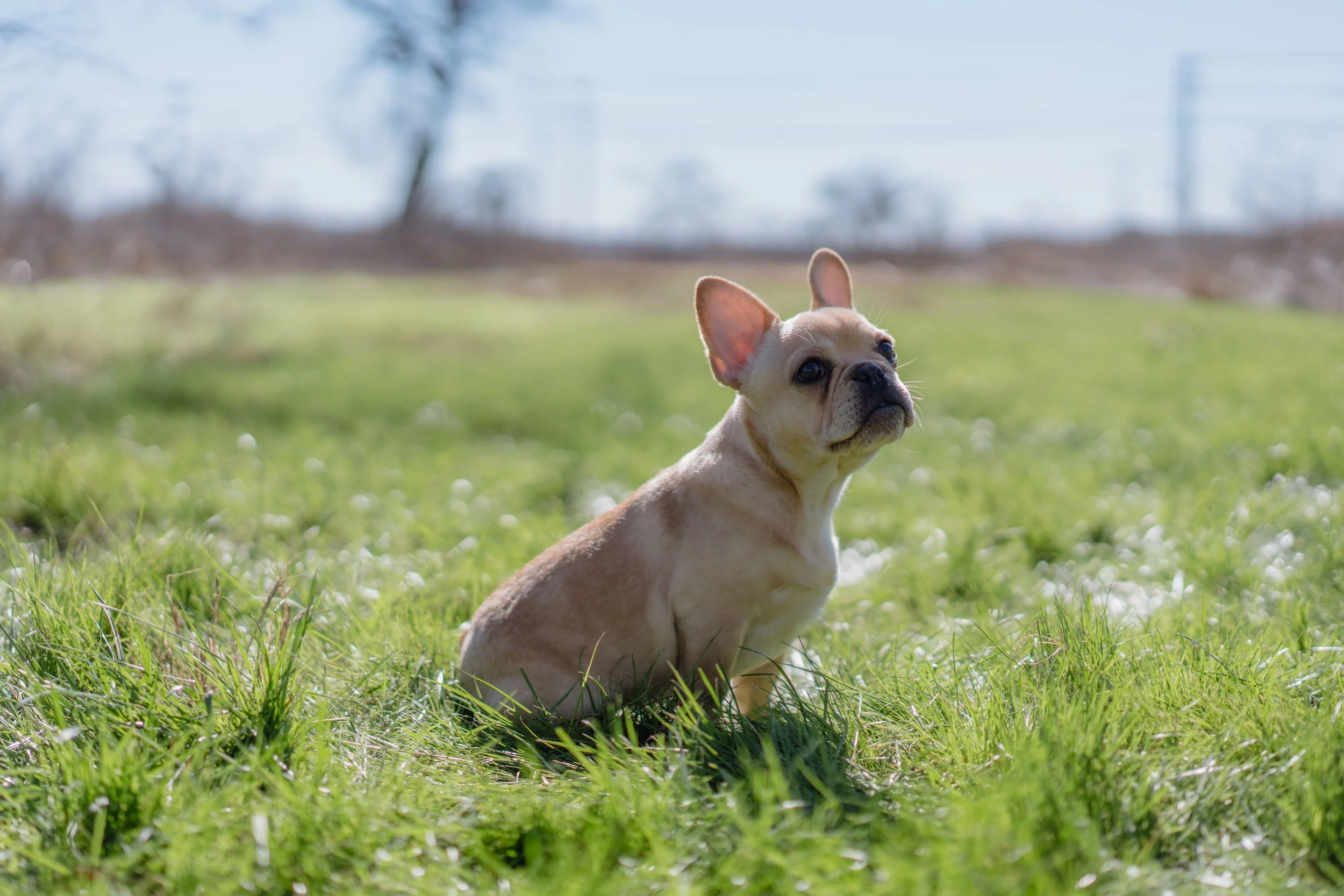Dream Workz Frenchies Houston Dog breeder