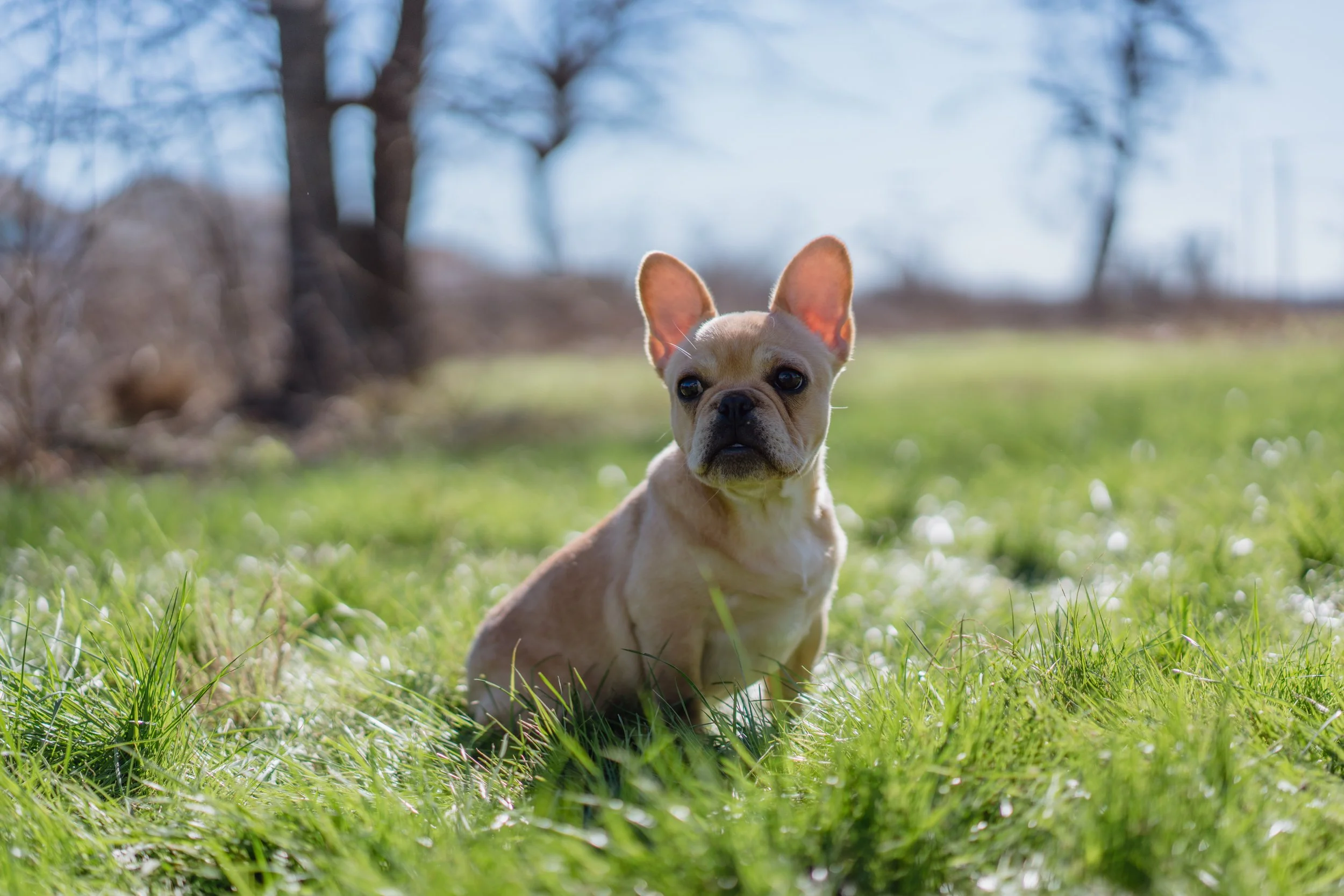 French Bulldog with short nose and flat face from Dream Workz Frenchies in San Antonio, Texas