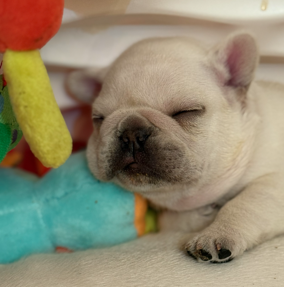 French Bulldog Breeder in San Antonio, Texas | Dream Workz Frenchies