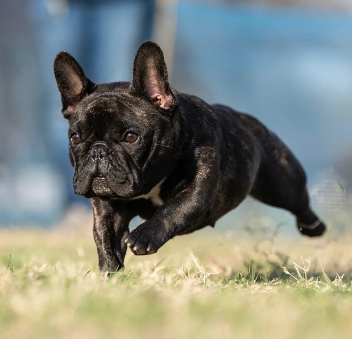 frenchie Temperament with a french bulldog breeder in san antonio
