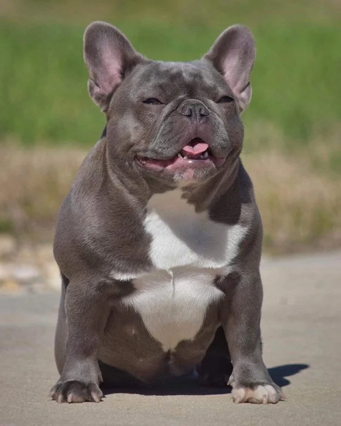 French Bulldogs in San Antonio, Texas