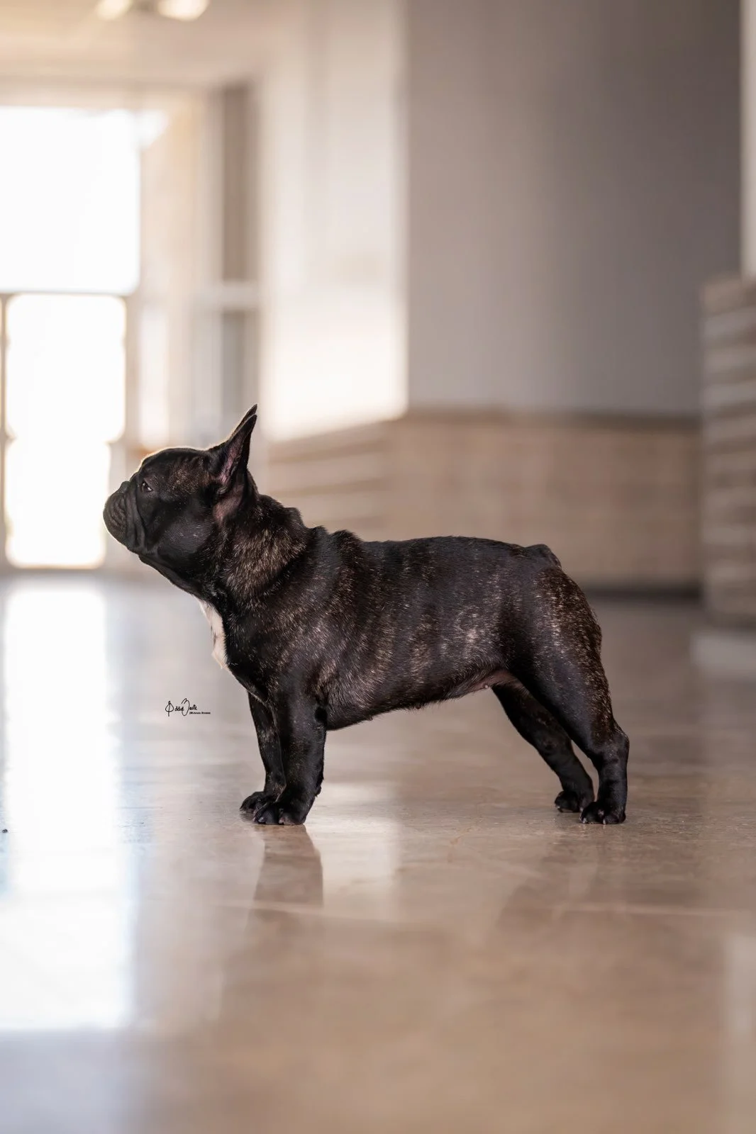 French Bull Dogs in Texas | Dream Workz Frenchies