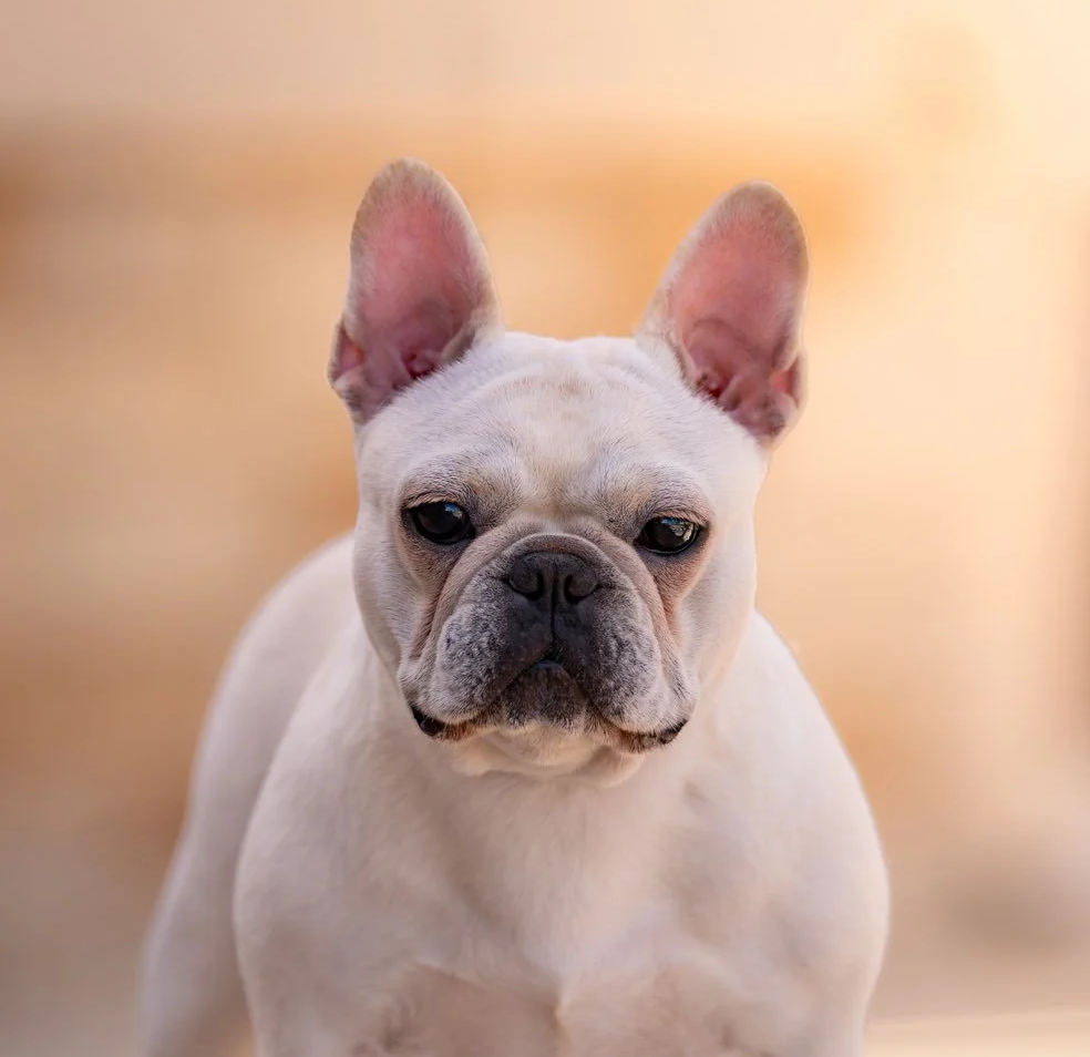 French Bulldog breeder from Dream Workz Frenchies near Houston.