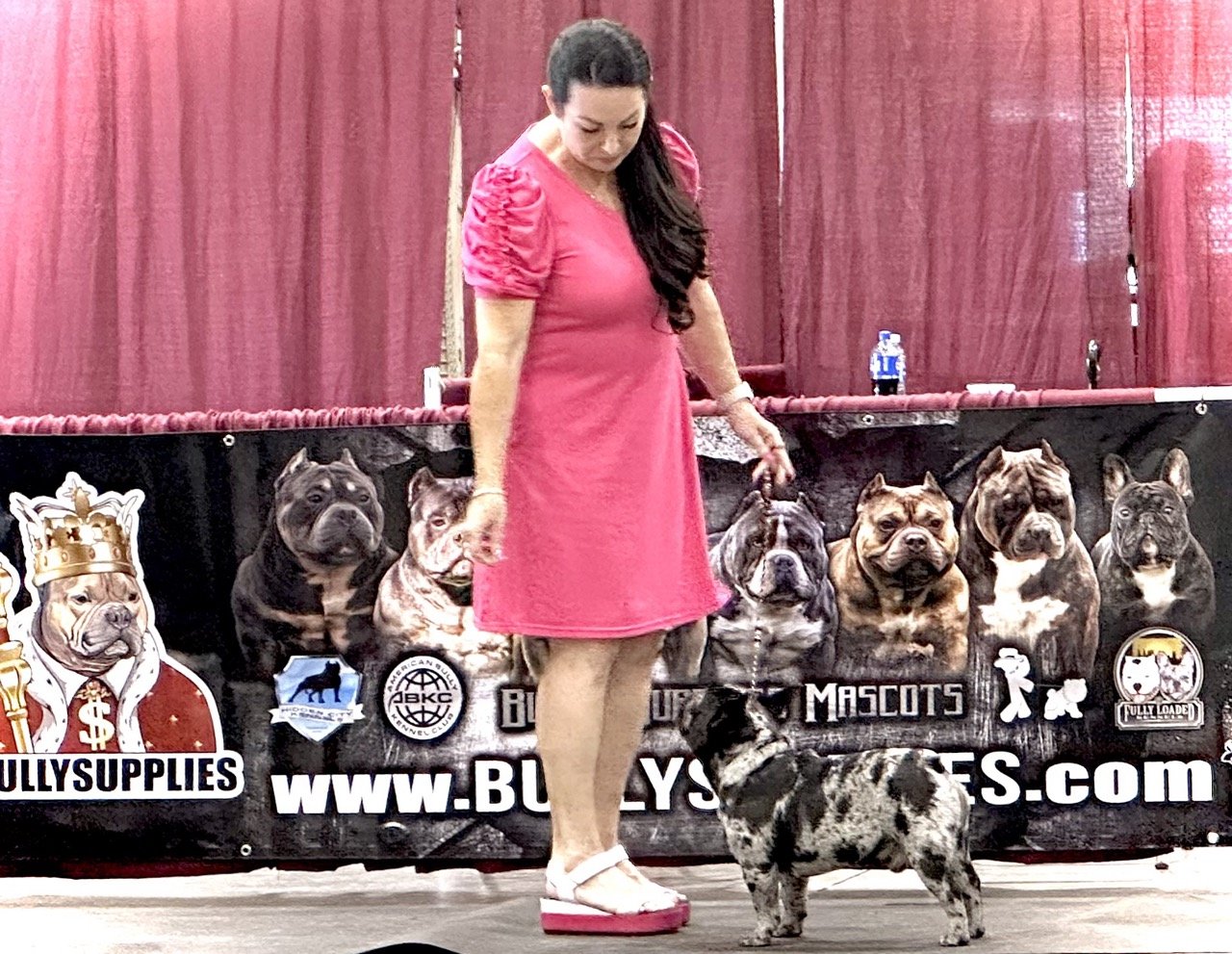 Frenchie Bulldog Puppies near San Antonio at Dream Workz Frenchies