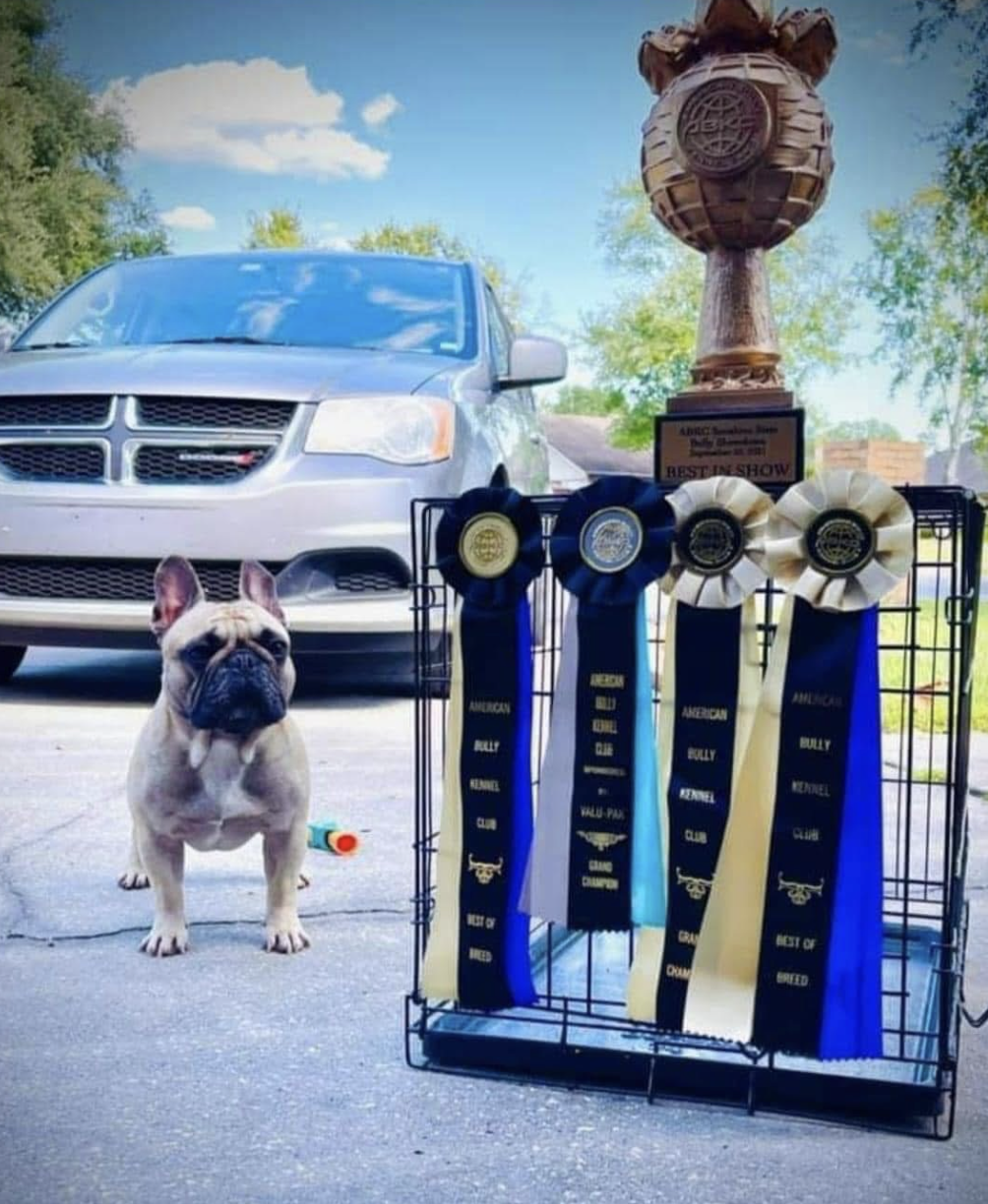 French Bulldogs in San Antonio, Texas