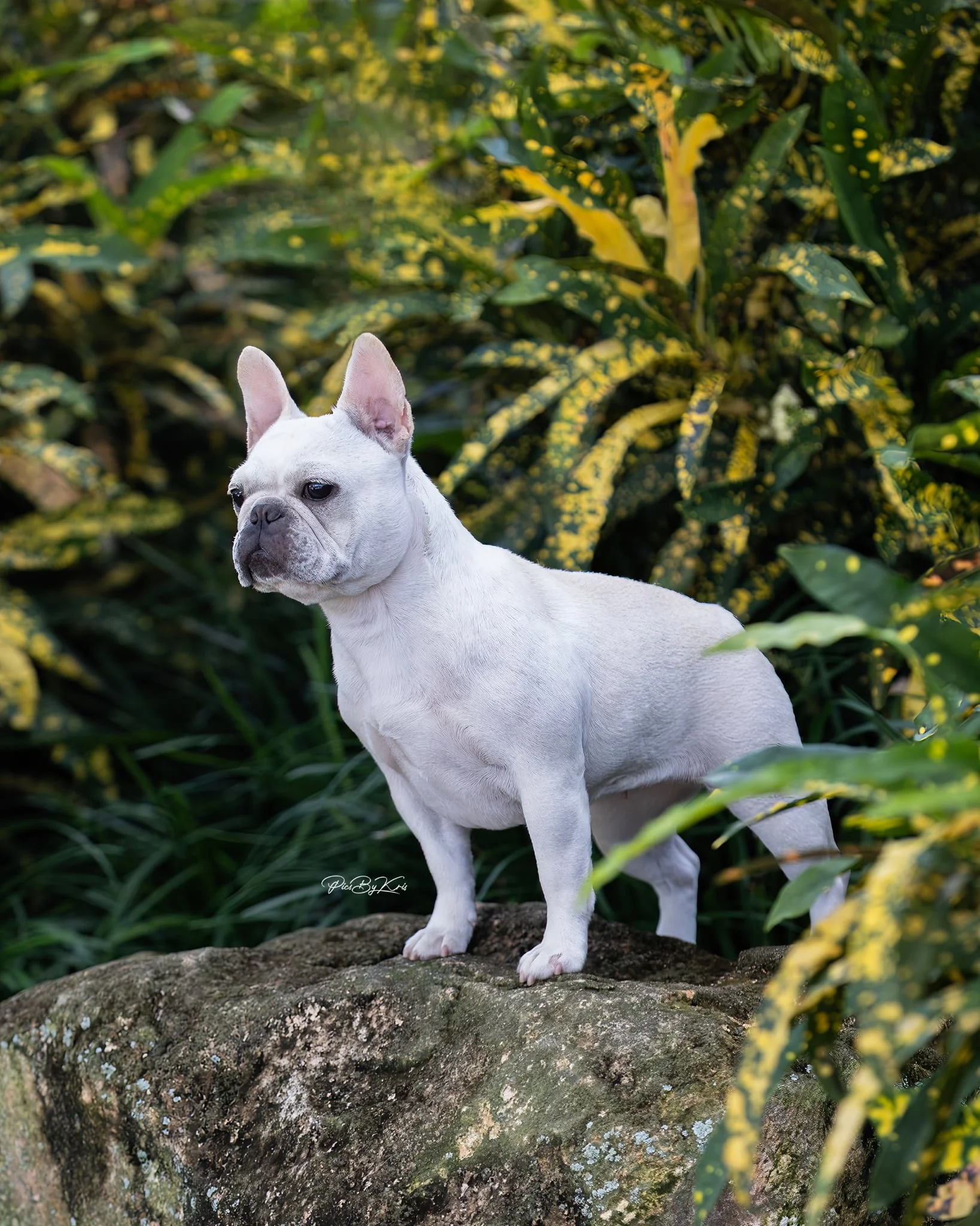 French Bulldog breeder from Dream Workz Frenchies near Houston.