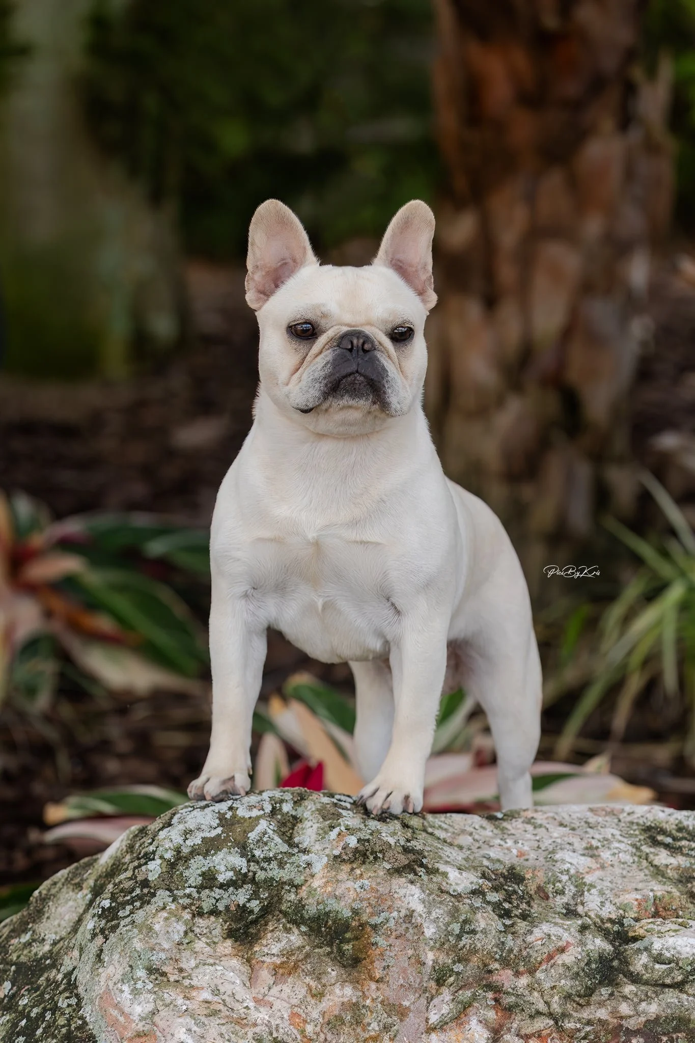 French Bulldog breeder from Dream Workz Frenchies near Houston.