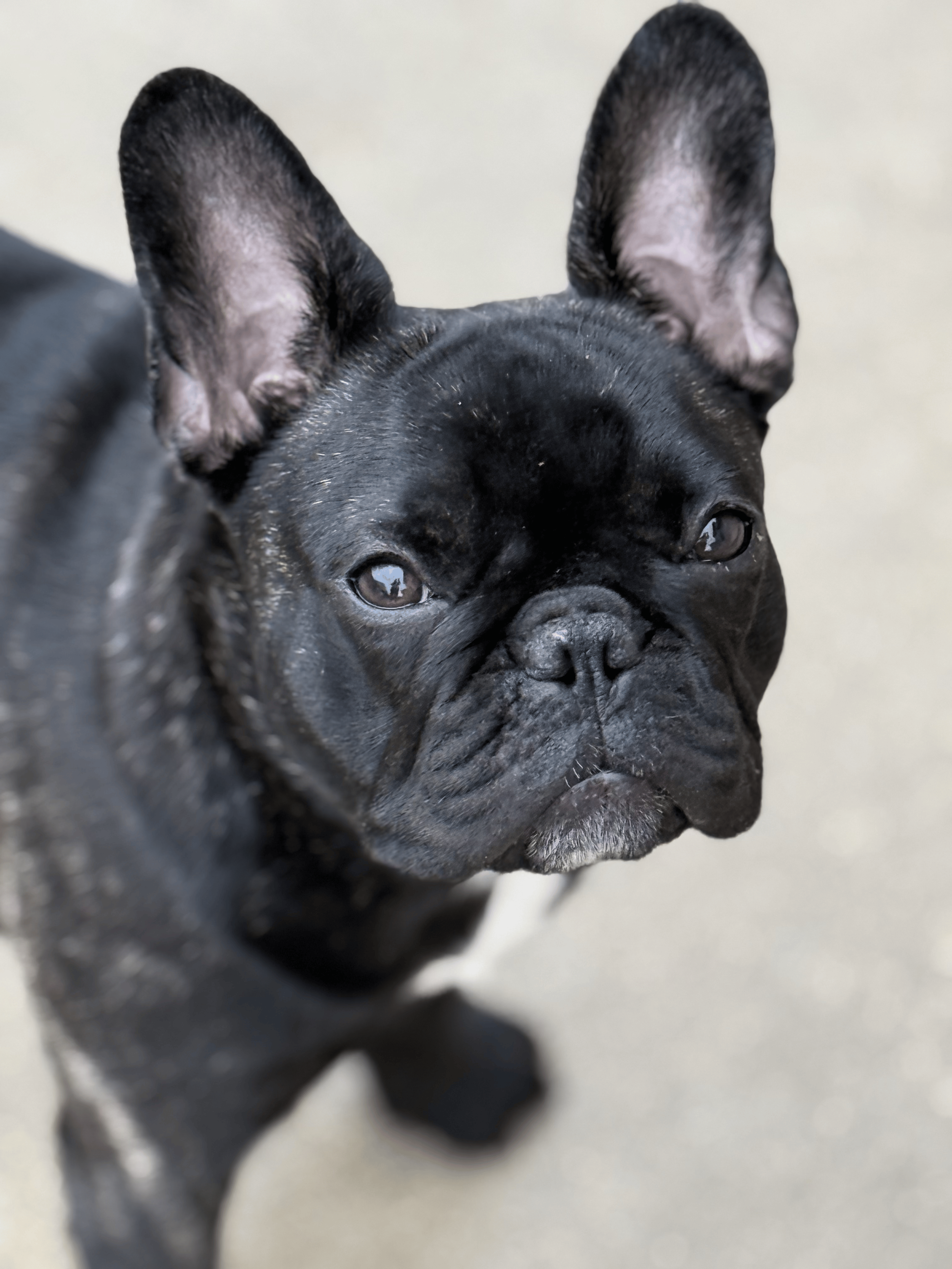 French Bulldog puppy from Dream Workz Frenchies near Houston.