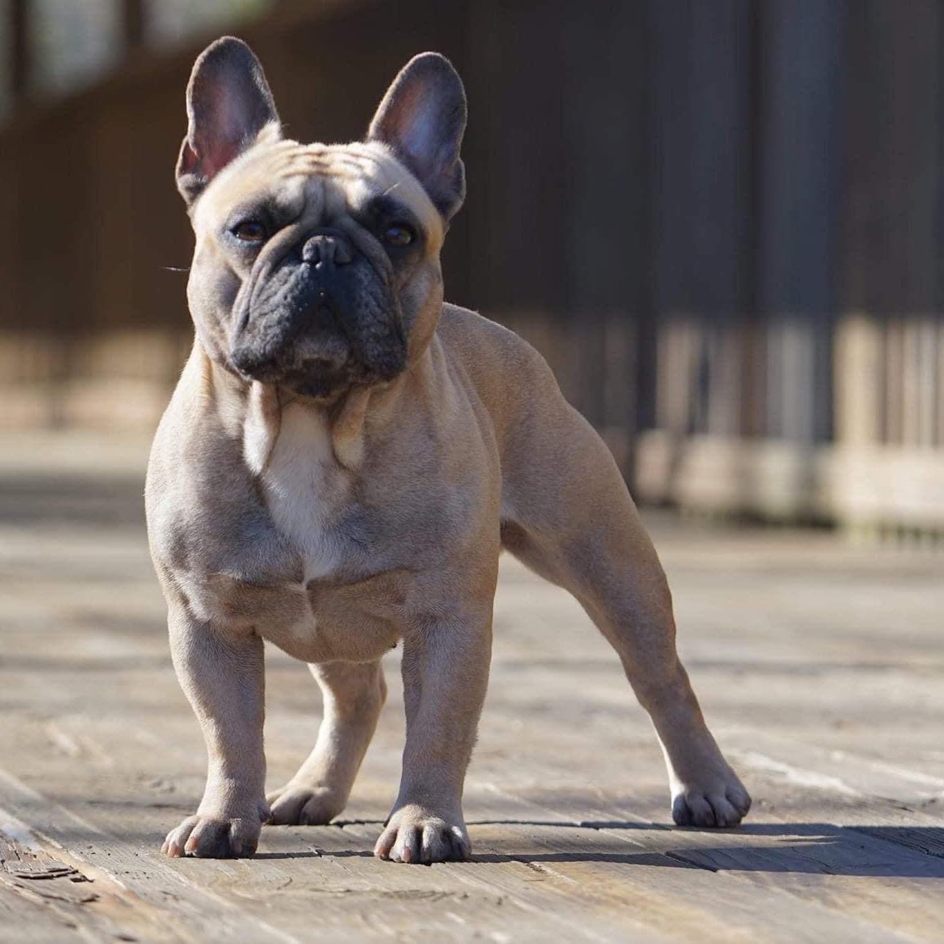 Dream Workz Frenchies puppy ready for a home in Arlington Texas