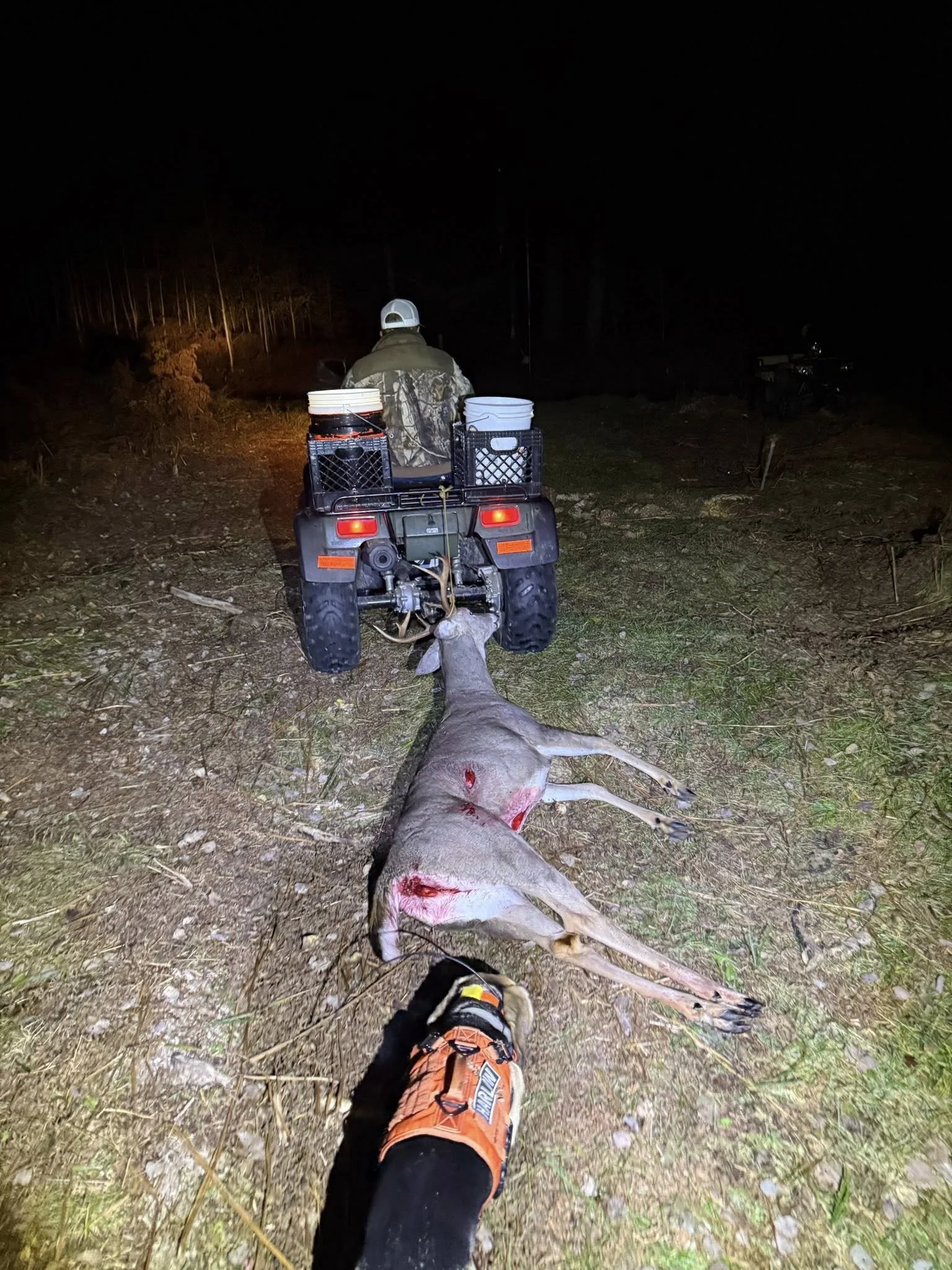 Deer Recovery2.jpg