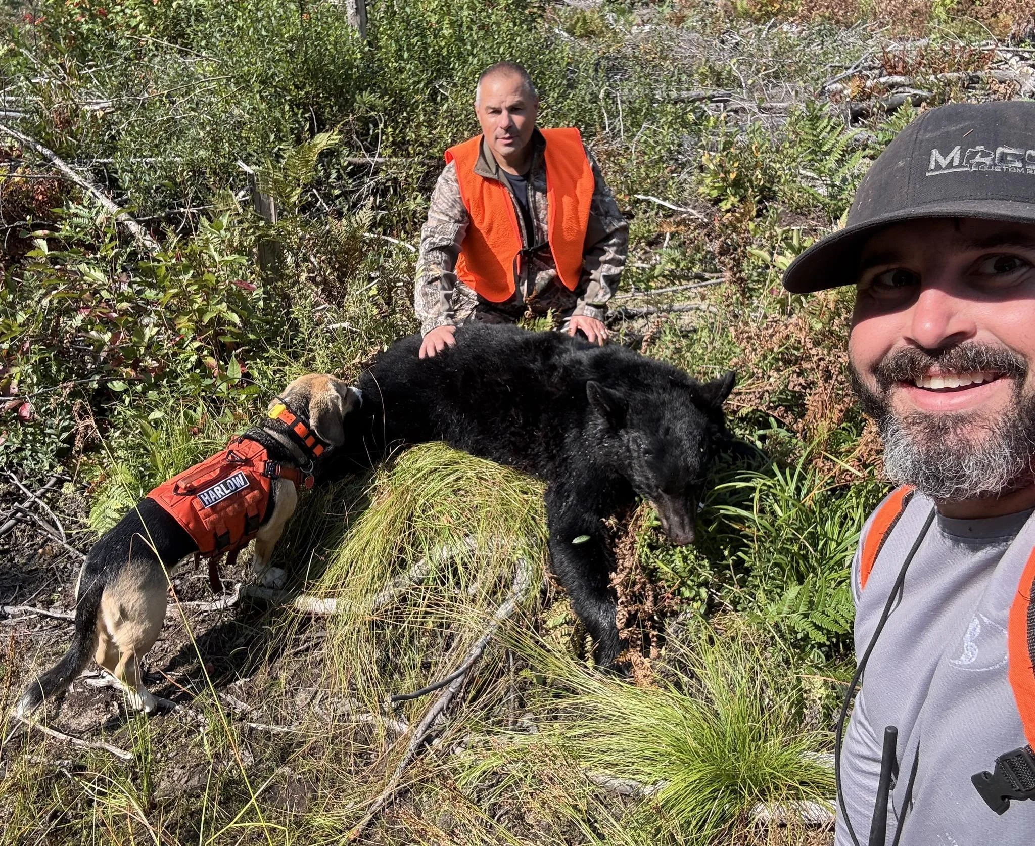 Black Bear Recovery.jpg
