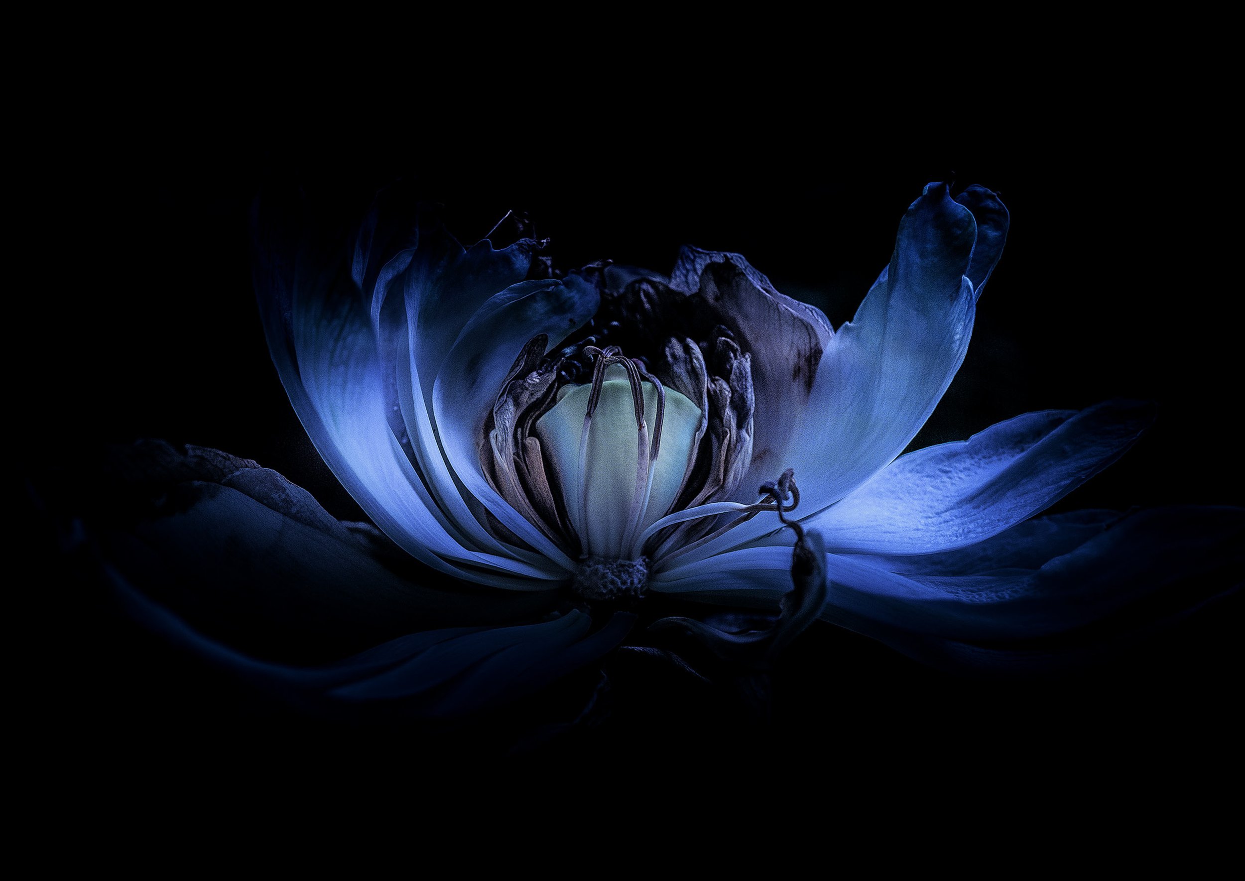 Lotusblüte Blume Blau
