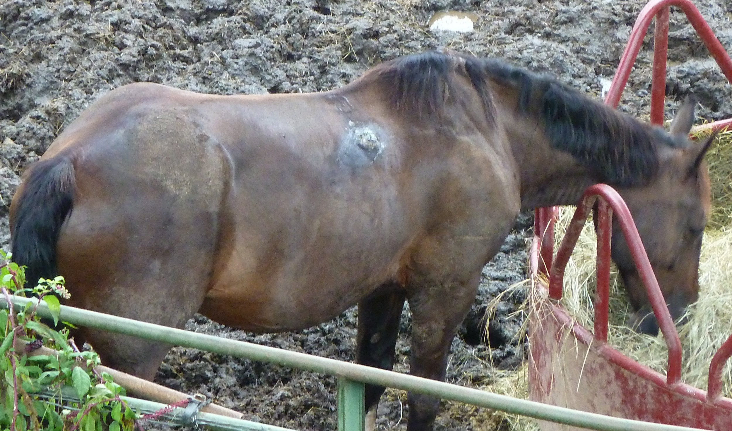  The next day the horse was photographed without the harness to discover what was causing the drainage, which was an advance harness sore with layers of scabs from dried exudates.  This sore did not happen overnight, it began as hair rubbing off and 