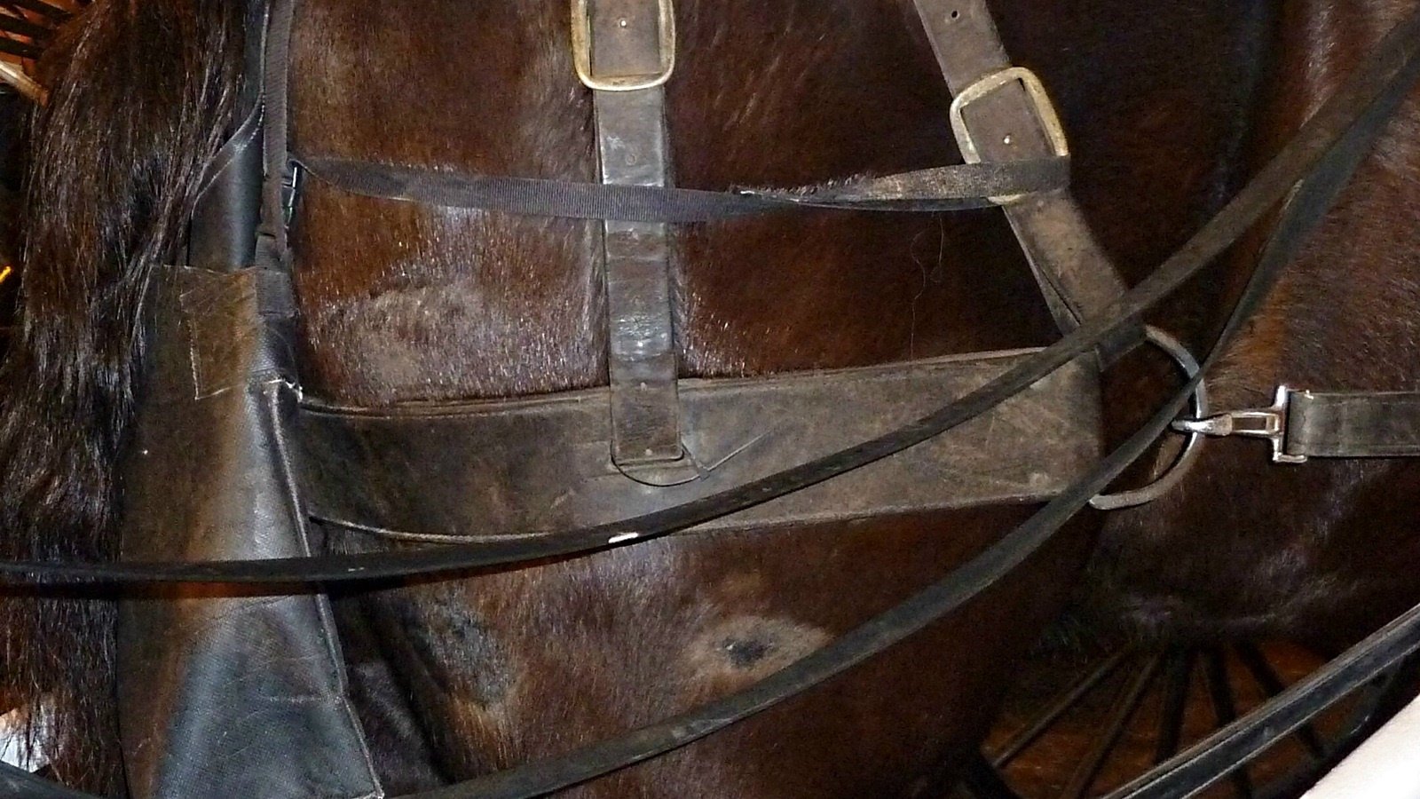  This photo shows another Atlanta carriage horse with and without the harness.  A harness should never be put on top of a sore, the horse should be allowed to rest until the sore is healed.  