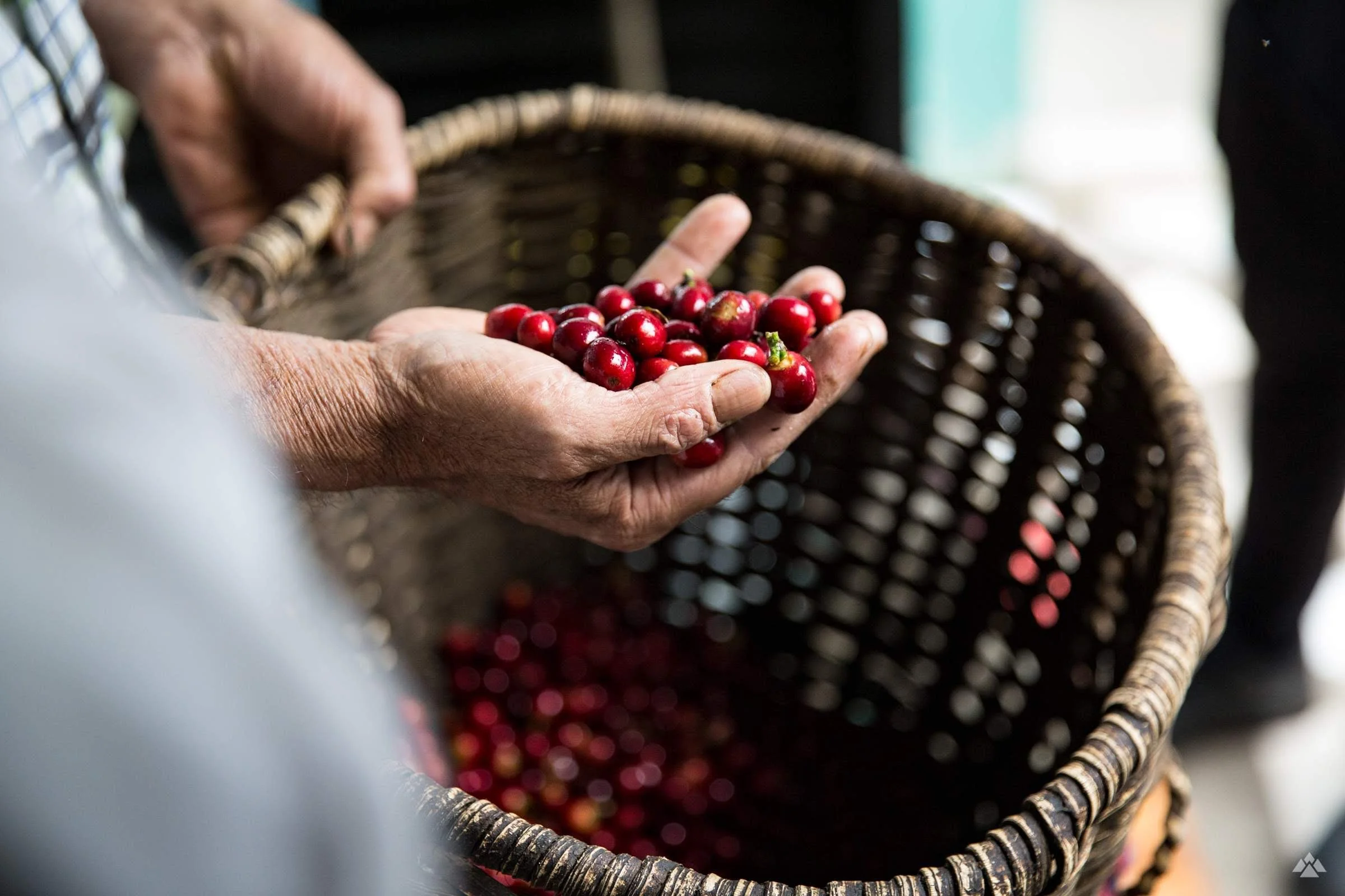 Picture Idea: Buy Speciality Coffee Coffee Beans Ground Coffee