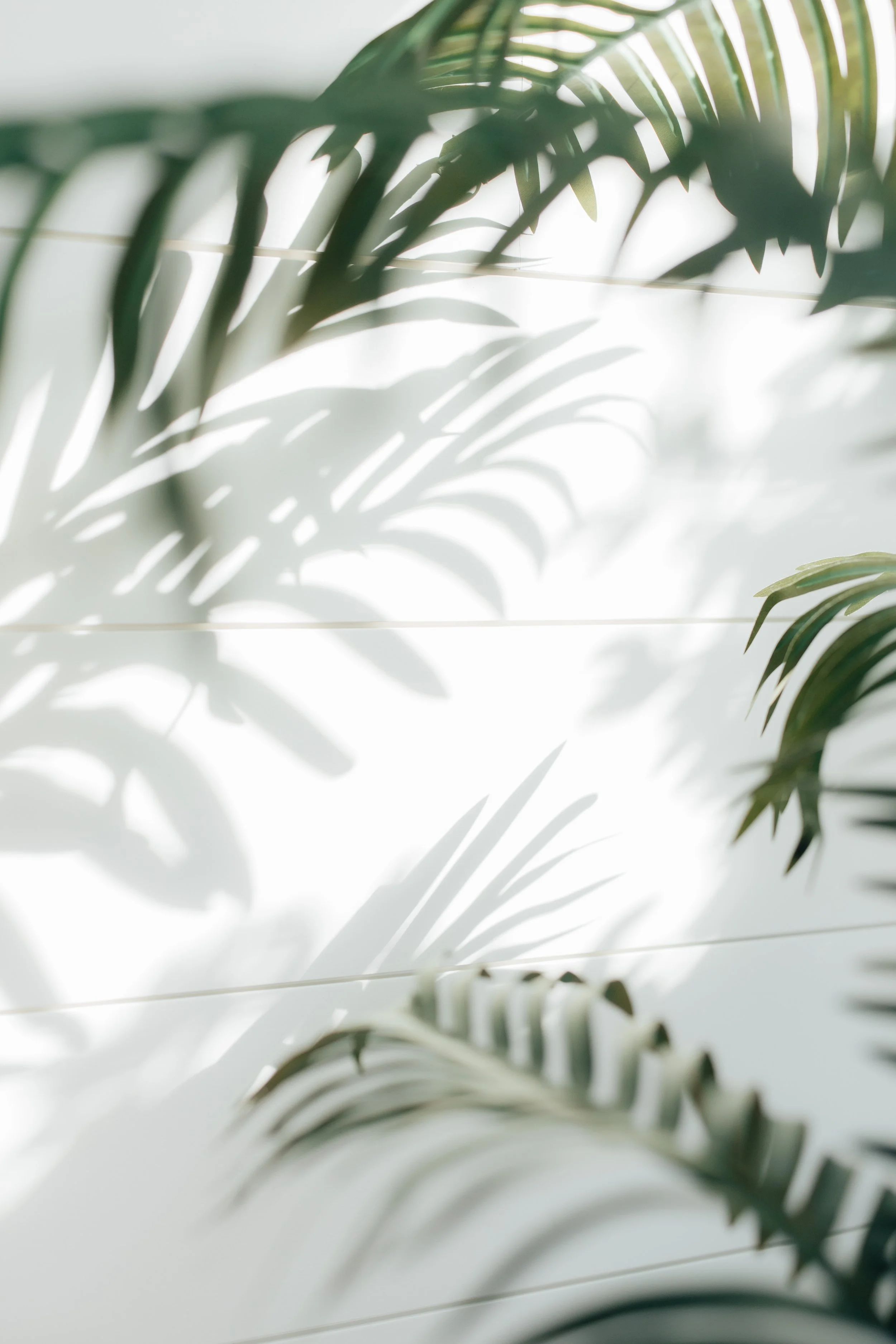 Shadow of green palm leaves cast on a white window blinds.