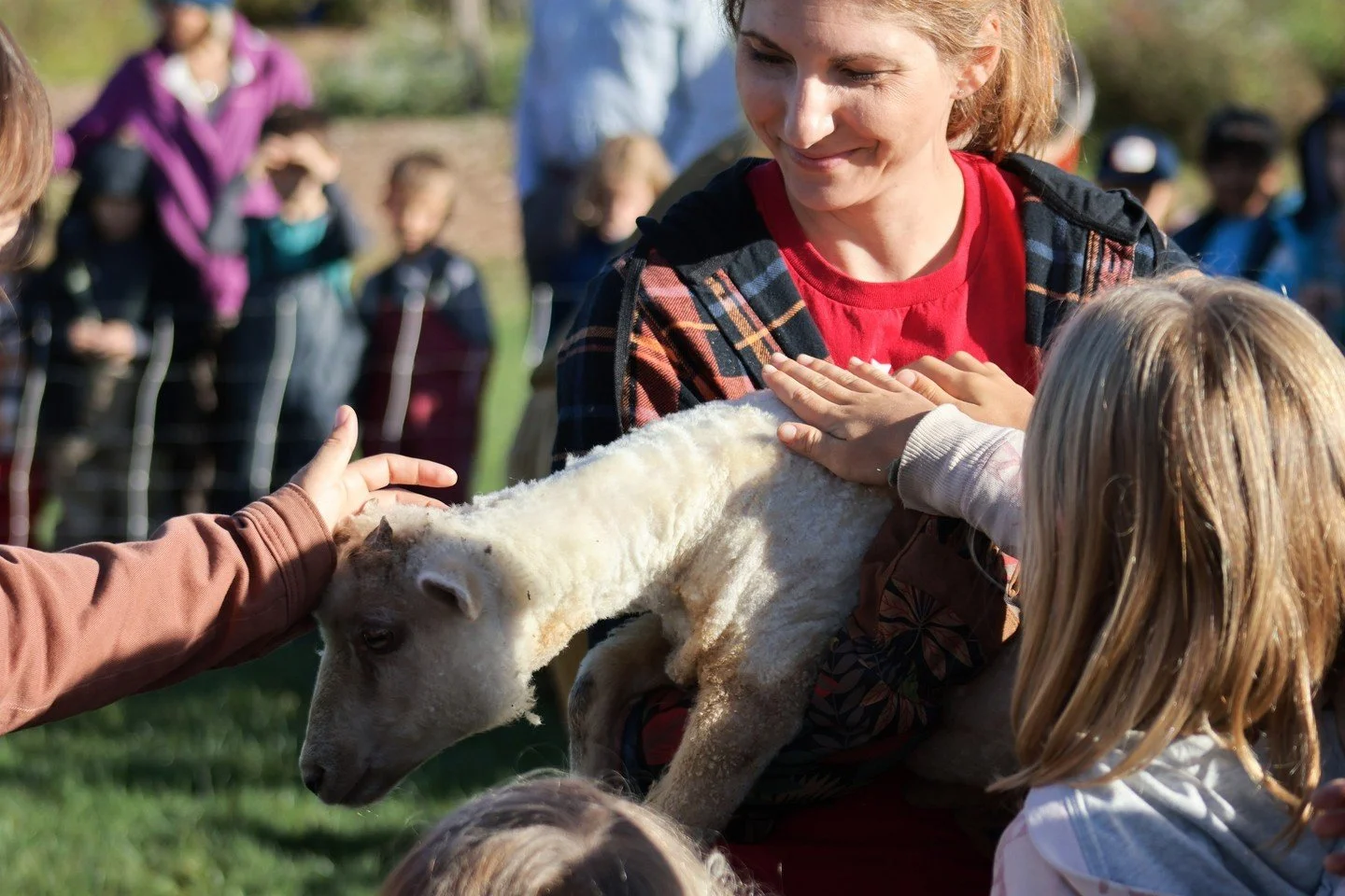 Our sheep had their own Festival of Courage this morning! Our four young ewes were sheared for the first time, by gentle, steady hands, in front of an adoring audience.⁠
⁠
Teachers prepared their students for this scene by talking about how confident