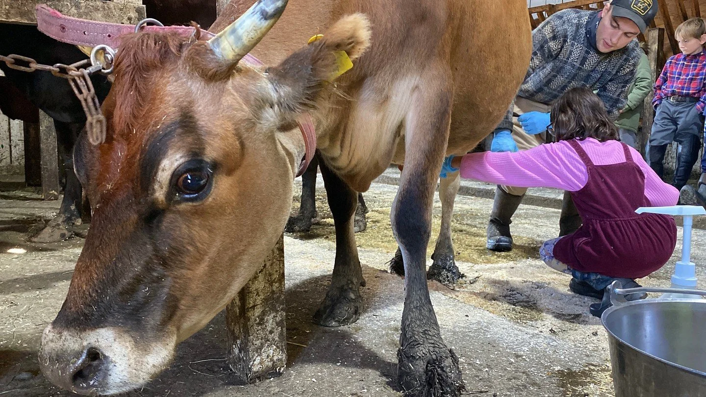 They also got to milk a cow by hand! It's not a squeezing motion, it's more like a rolling motion of your fingers. Everyone got to try until they succeeded! Thank you to Hula the cow for her patience with us.⁠
⁠
#fieldtrip #livingonearth #thirdgrade 