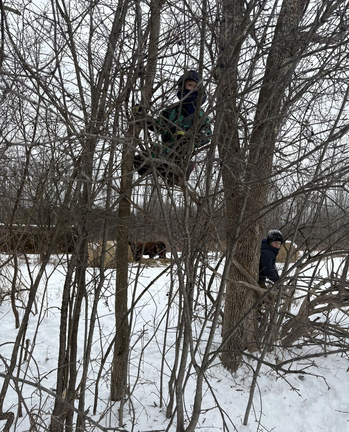 We are so lucky to have had so much snow this winter! Here some first graders explore a hedgerow while our cows watch from nearby.⁠
⁠
⁠
#preschool #kindergarten #elementary #middleschool #ithacawaldorf #ithacawaldorfschool #ithaca #ithacany #ithacane