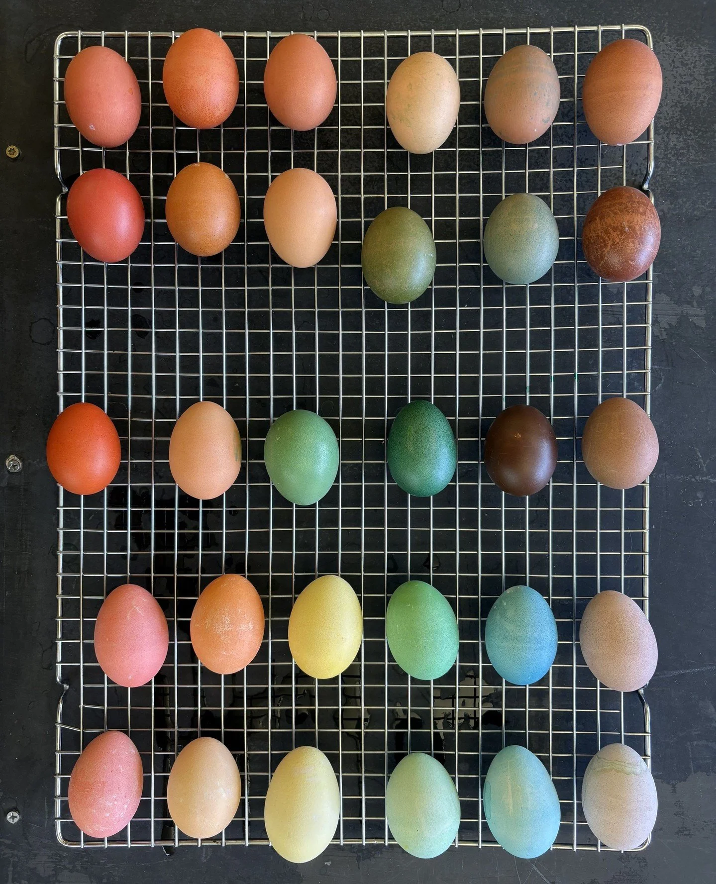 Science is beautiful! Our 6th and 7th graders have been in a chemistry block. These are their experiments with dye, vinegar, and brown vs. white, and store-bought vs. school farm eggs.⁠
⁠
#scienceisbeautiful #chemistry #eggs #rainbow #spring #sixthgr