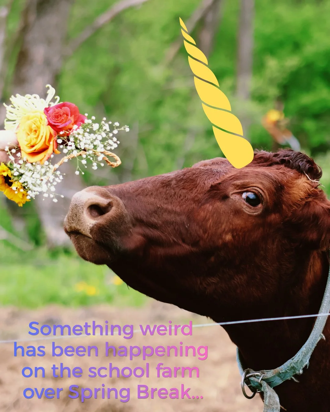 #aprilfools⁠
⁠
#thefarm #thefarmatithacawaldorf #farmandlandstewardship #farmcurriculum #farmingwithkids #biodynamics #cows #kuhknuddeln #sheep #ducks #chickens⁠
#preschool #kindergarten #elementary #middleschool #ithacawaldorf #ithacawaldorfschool #