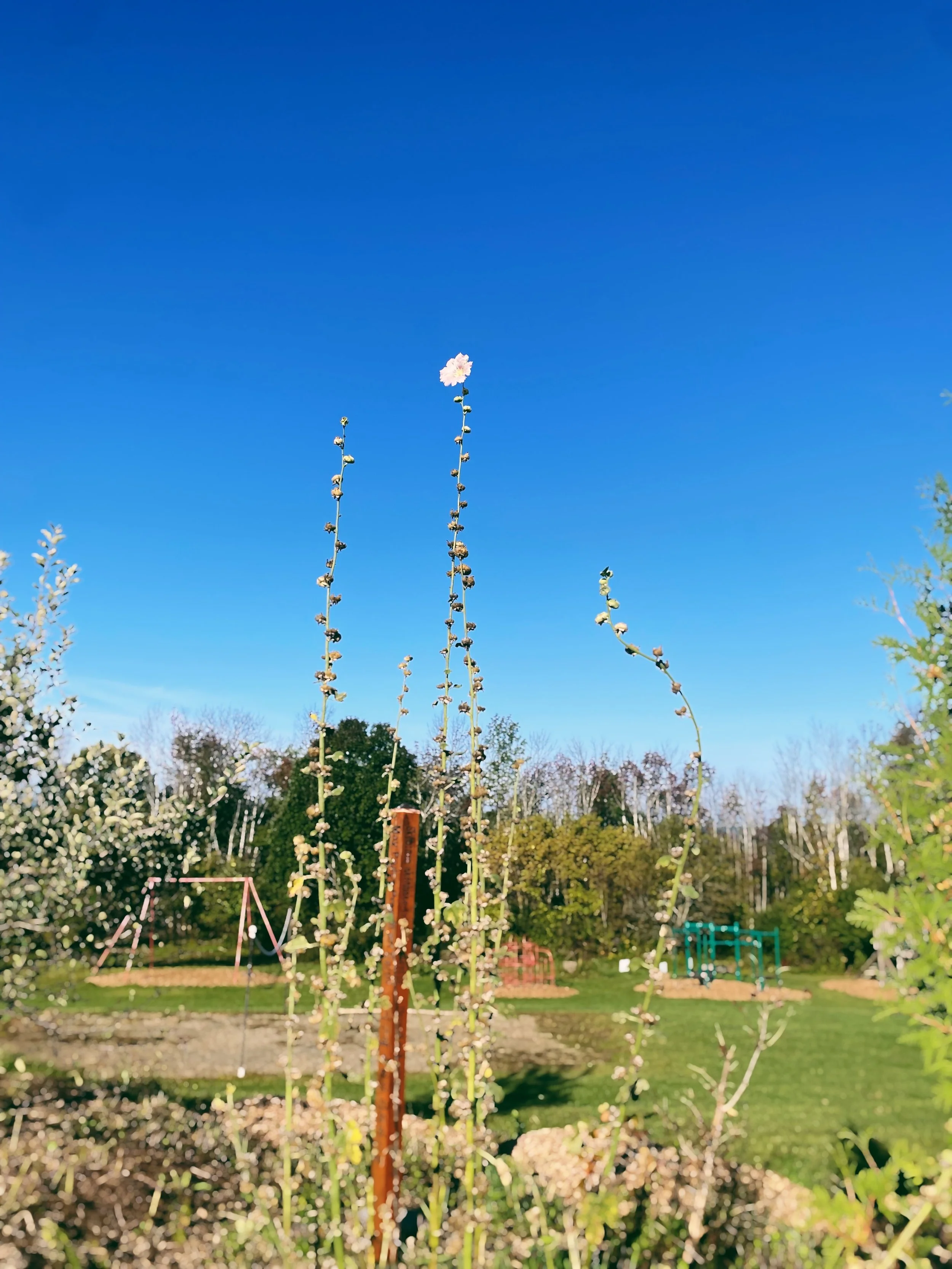 Wonder: Our Blog for your FAQs — Ithaca Waldorf School