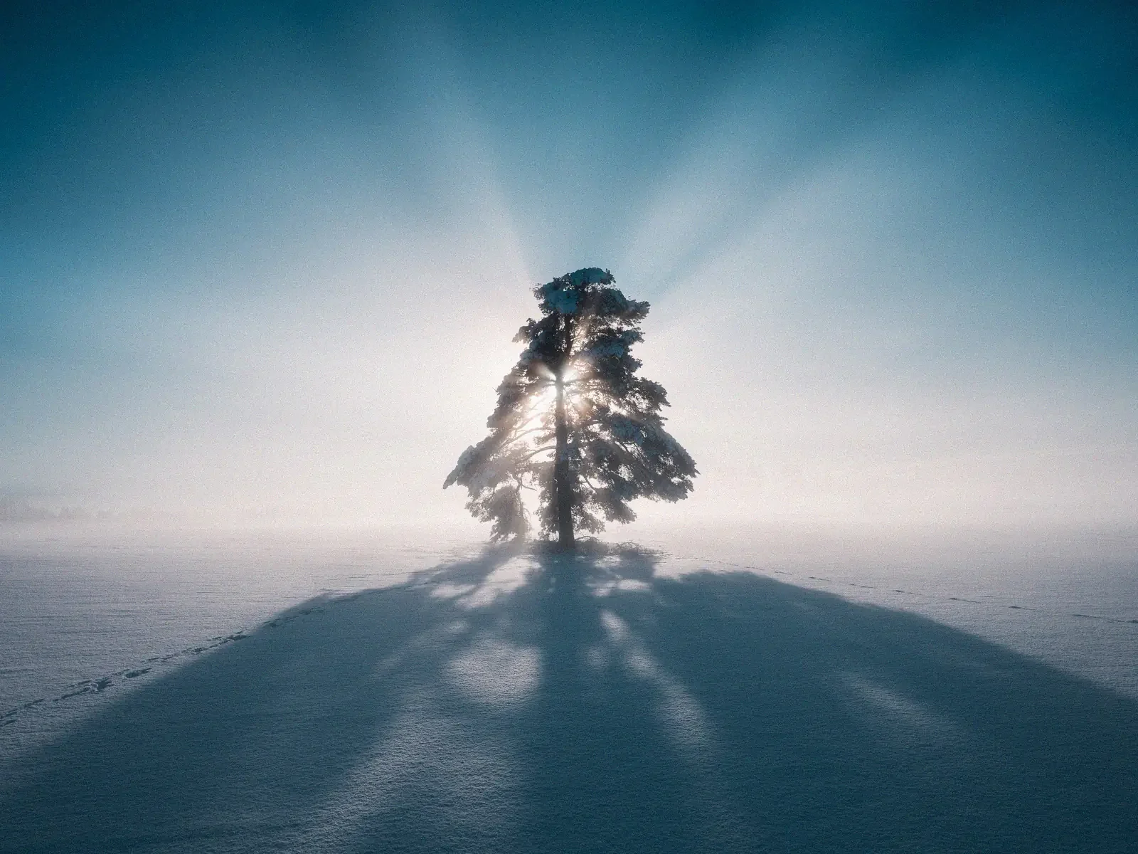 Something About a Tree