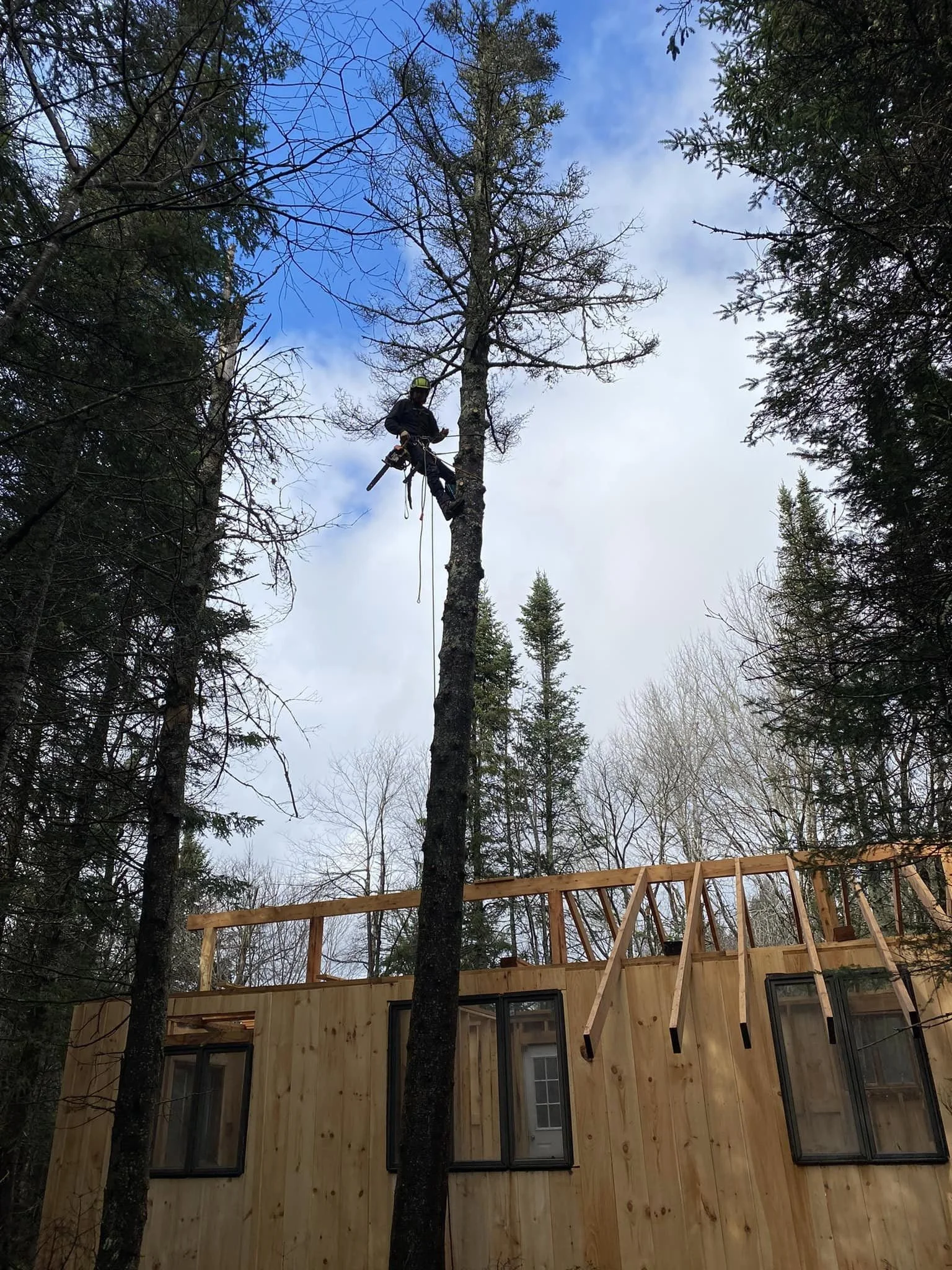 covell tree climb.jpg