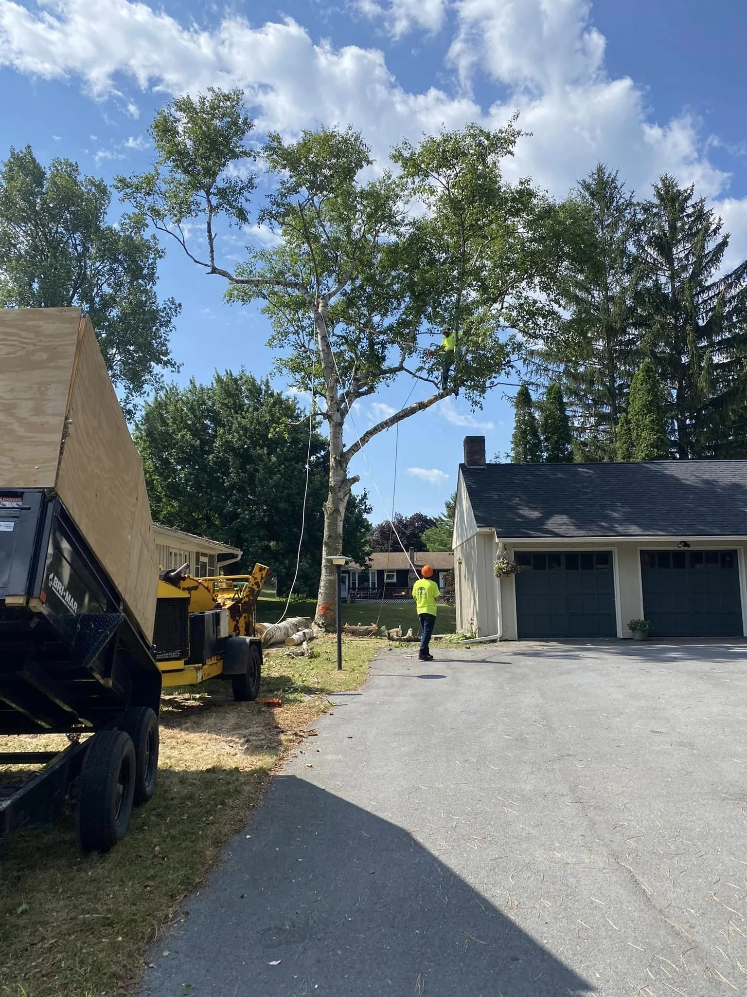 covell tree jake in birch.jpg