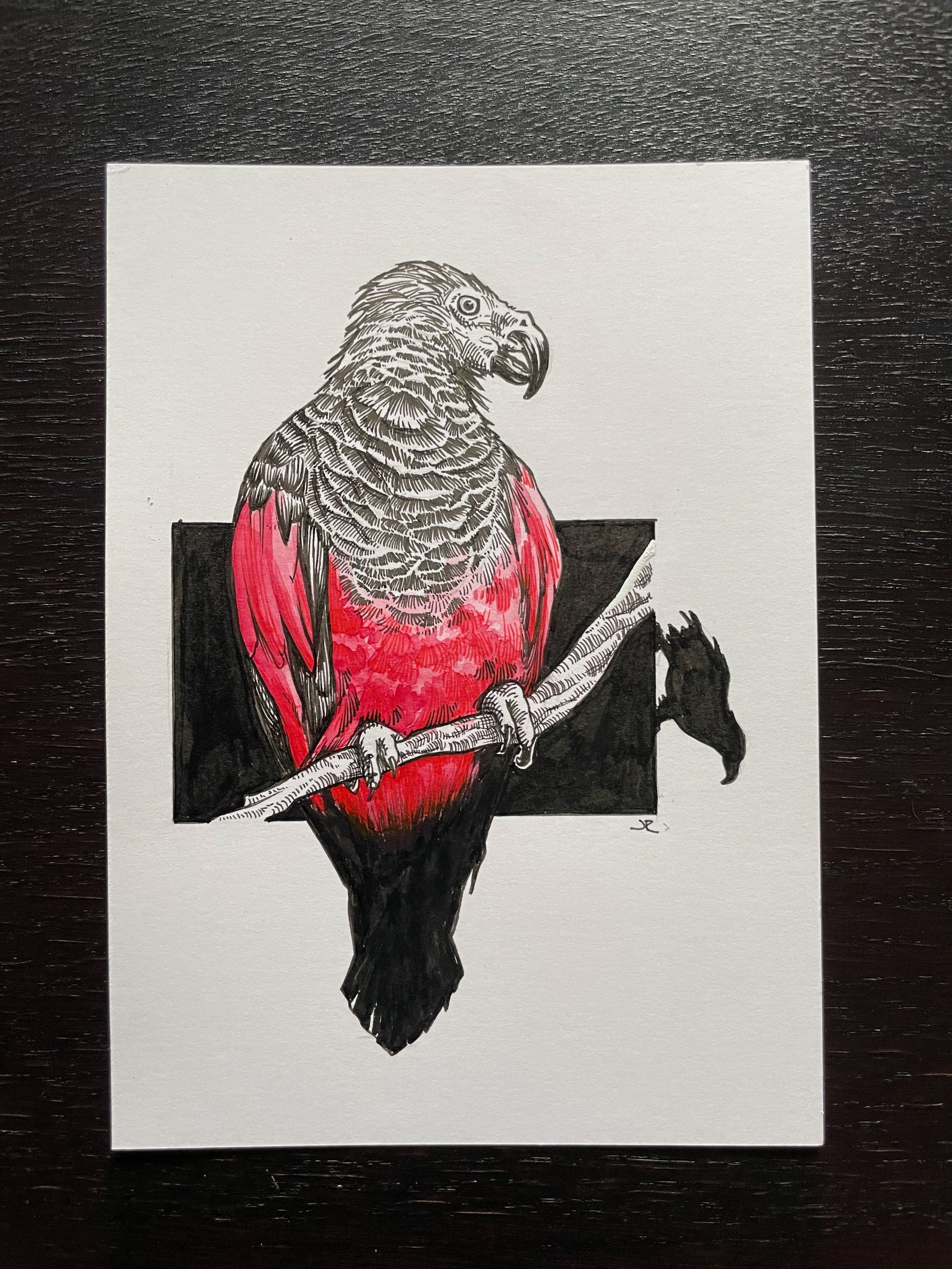 08.Dracula Parrot - 5.jpeg