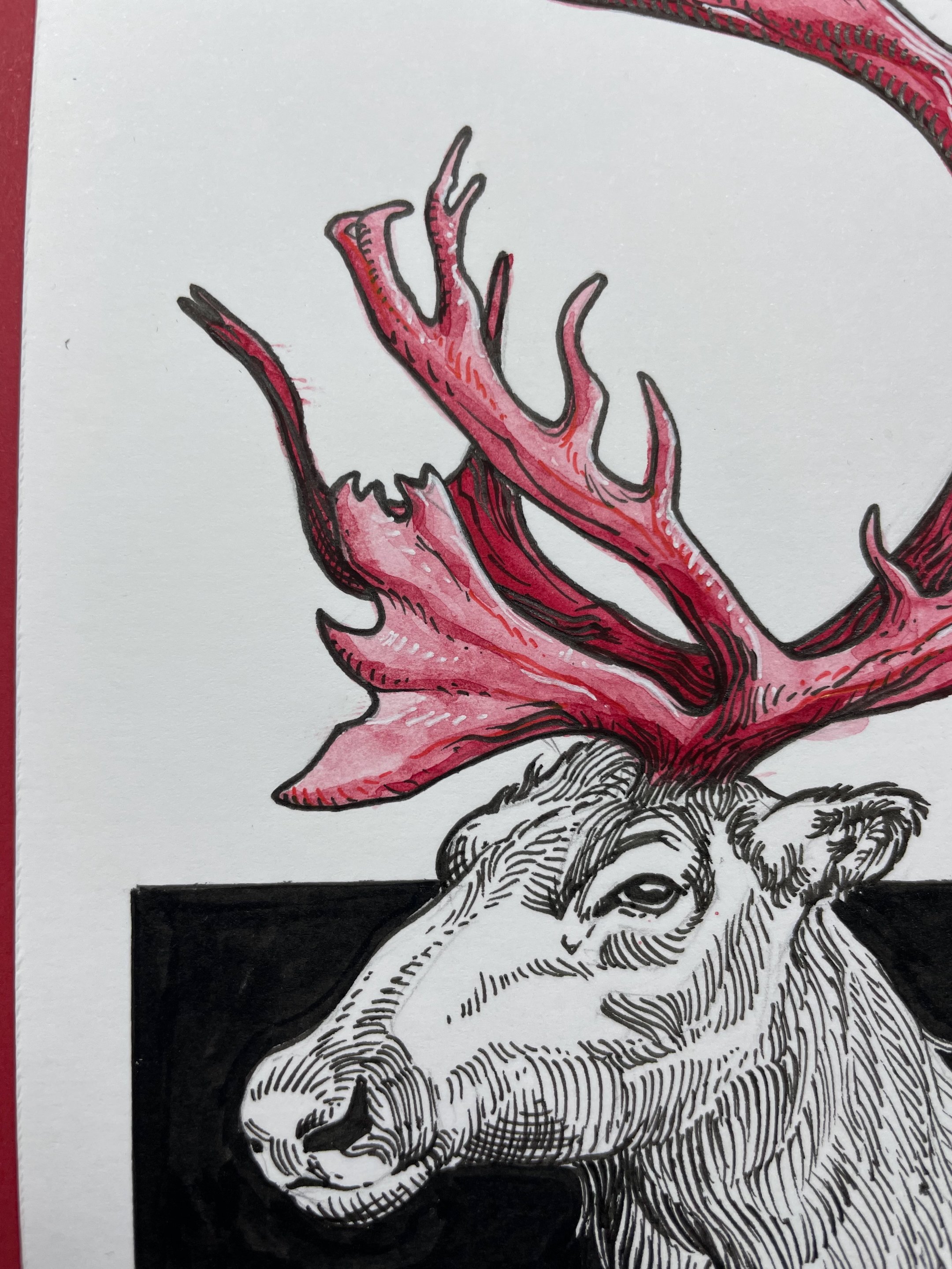 23.Caribou - 5.jpeg