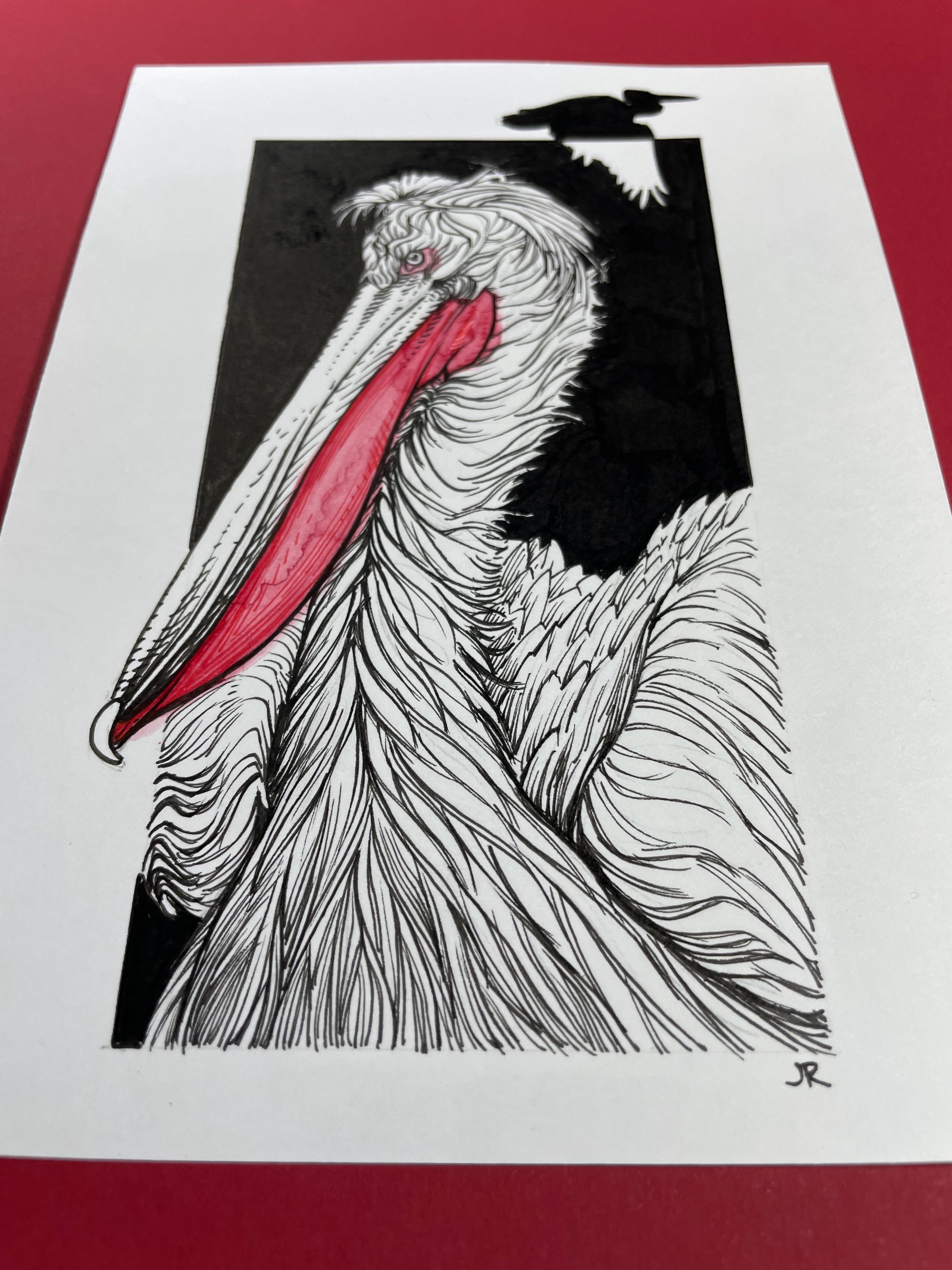 28.DalmatianPelican - 3.jpeg