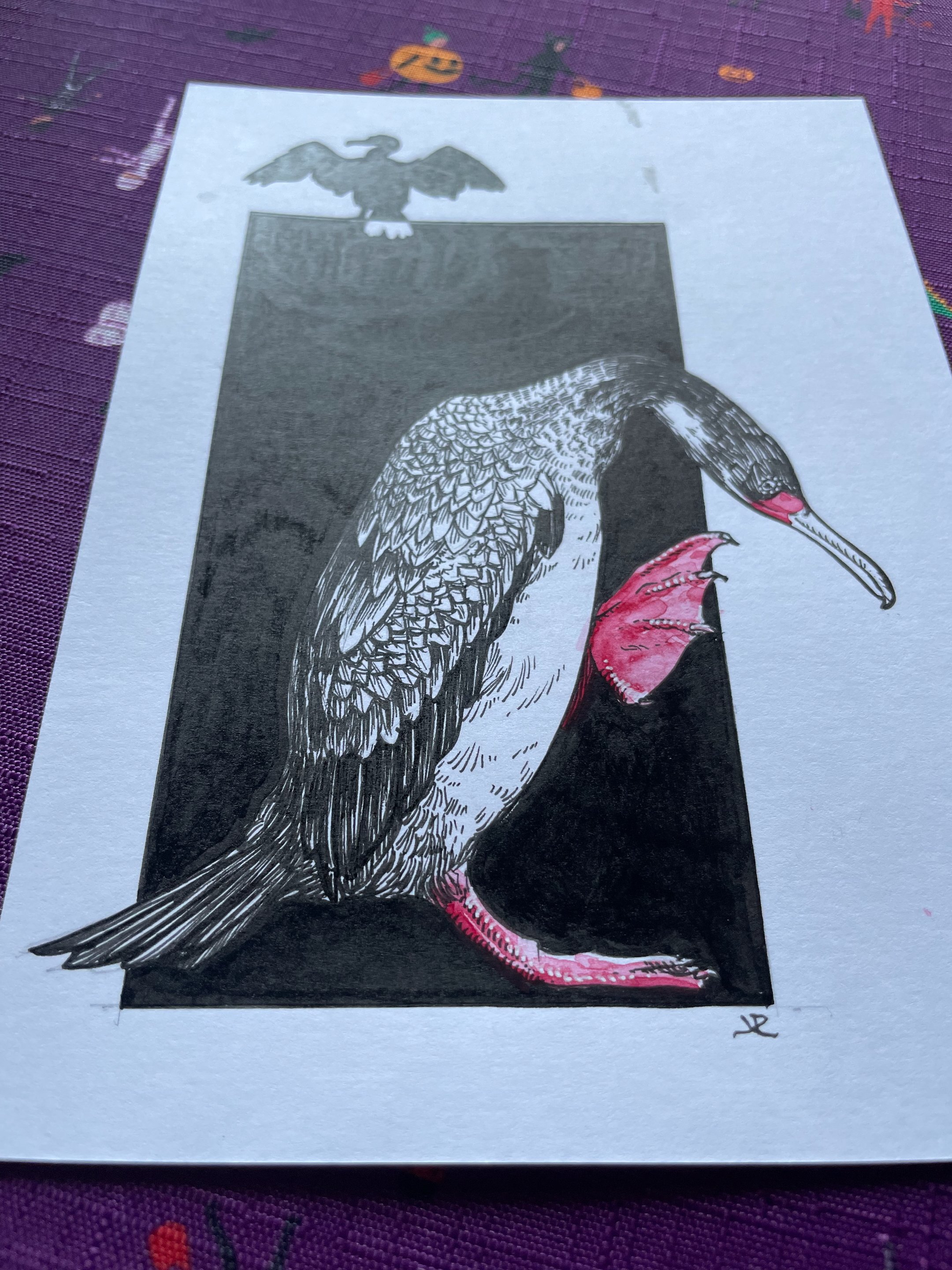 20.Red-Legged Cormorant - 3.jpeg