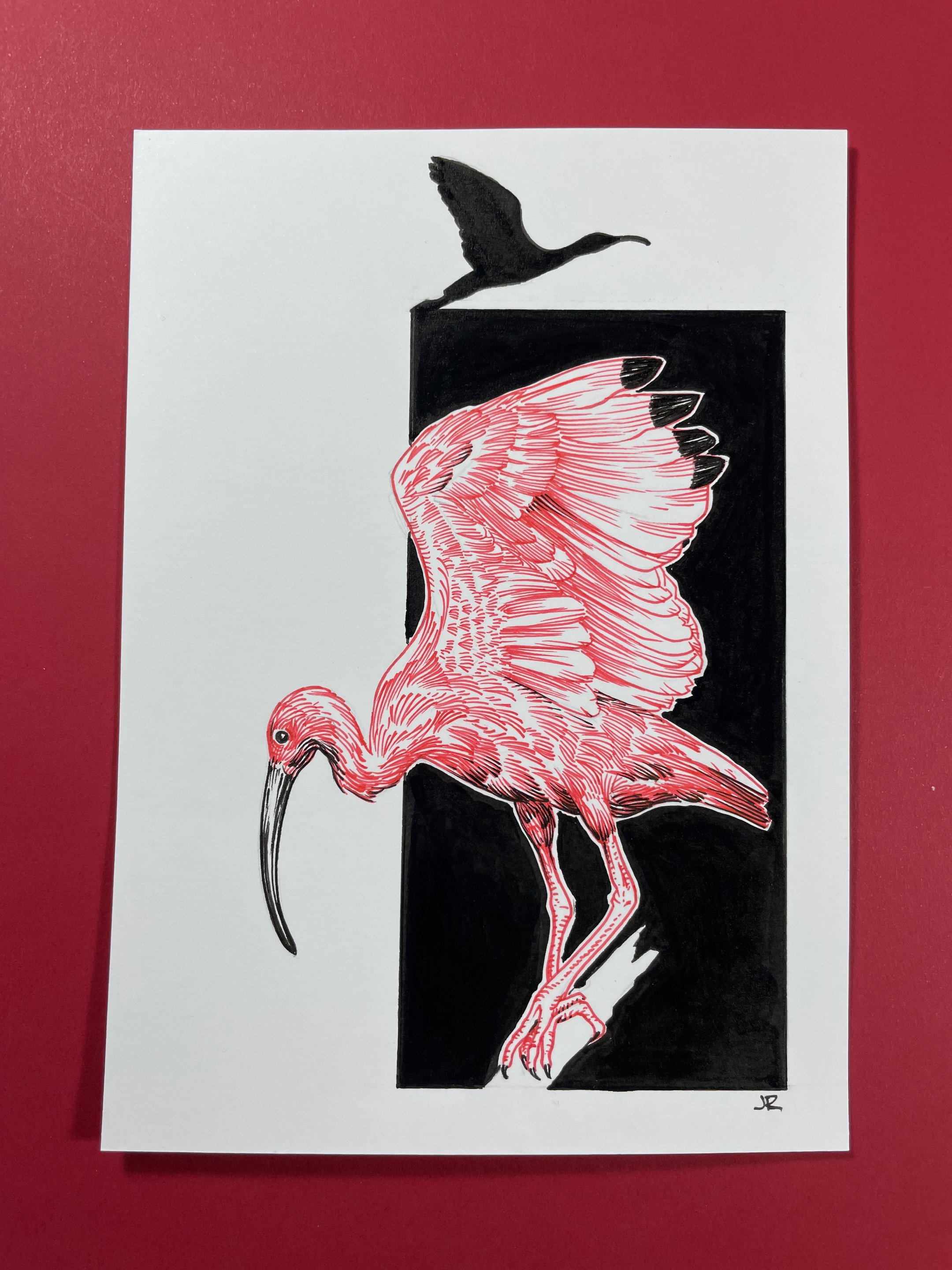 26.Ibis - 3.jpeg