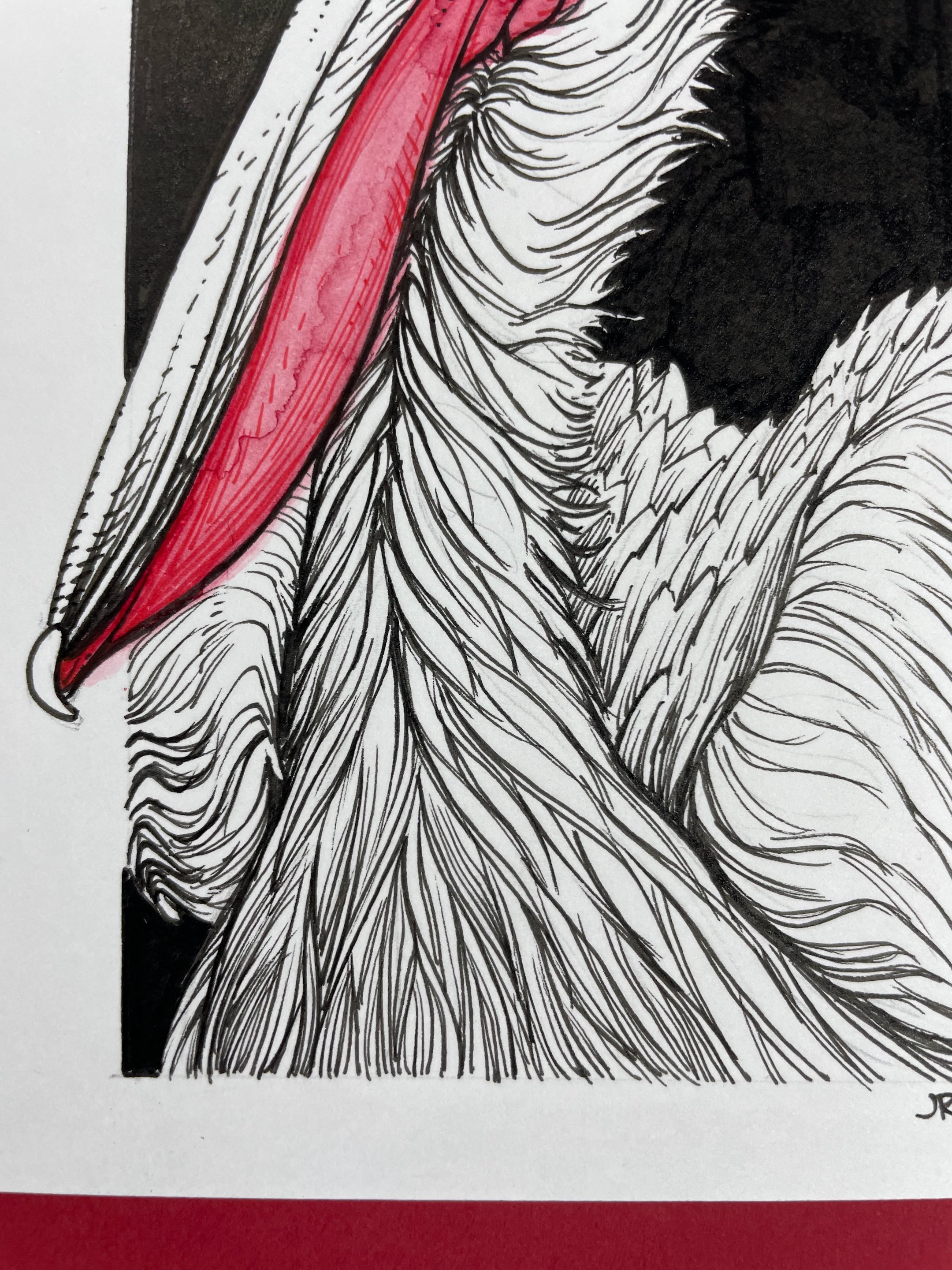 28.DalmatianPelican - 4.jpeg