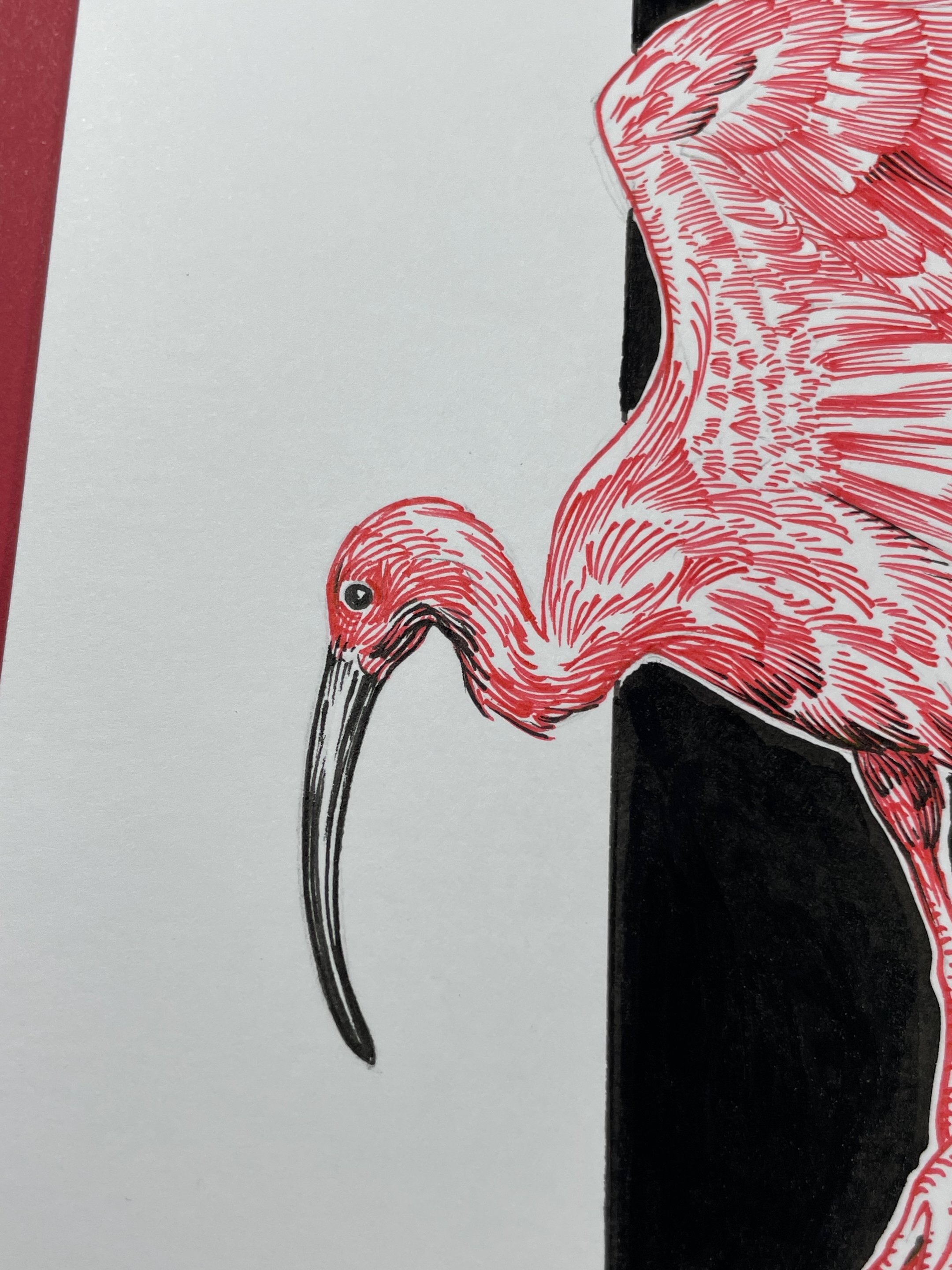 26.Ibis - 6.jpeg