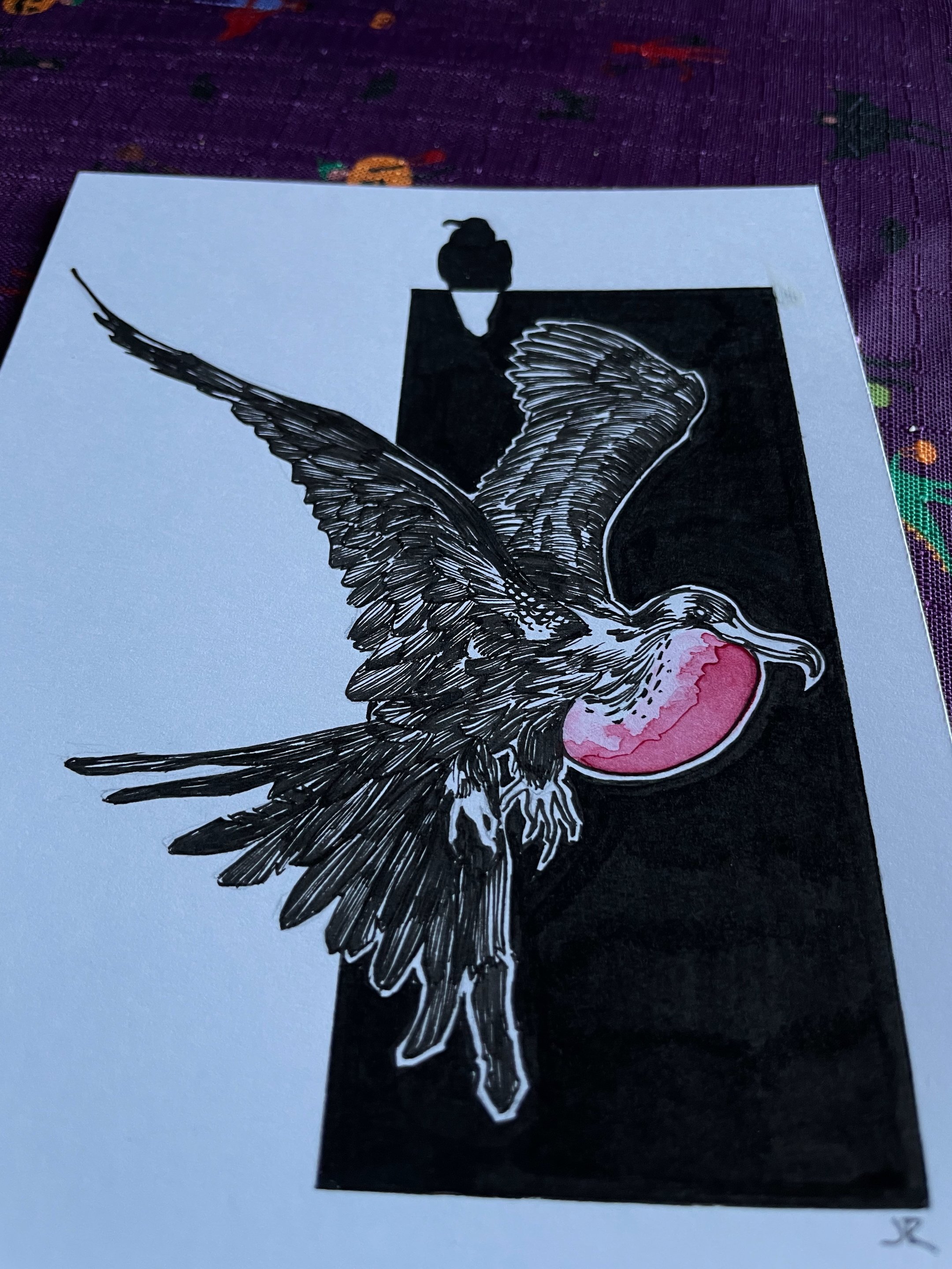 22.Frigate Bird - 3.jpeg