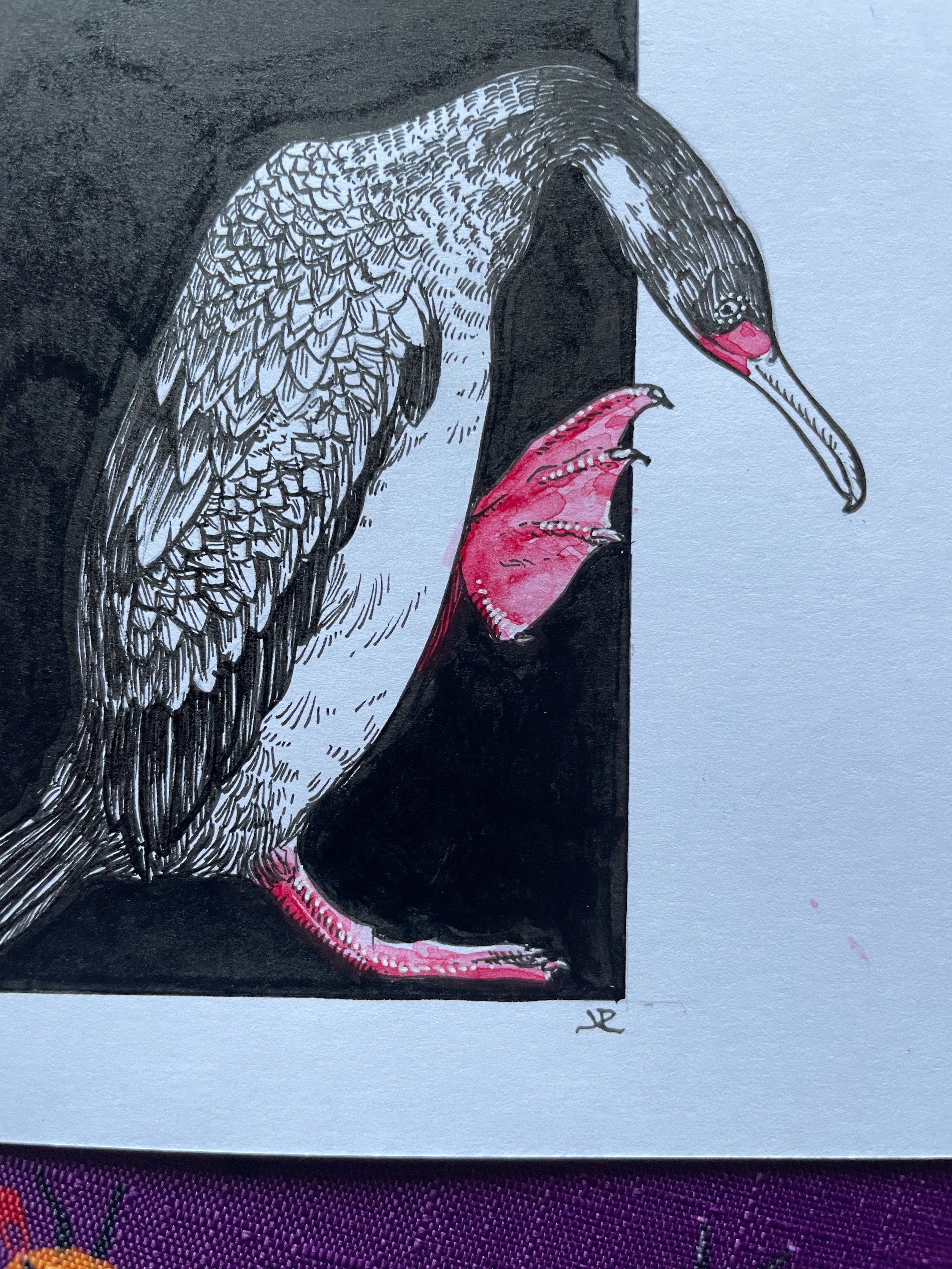 20.Red-Legged Cormorant - 4.jpeg