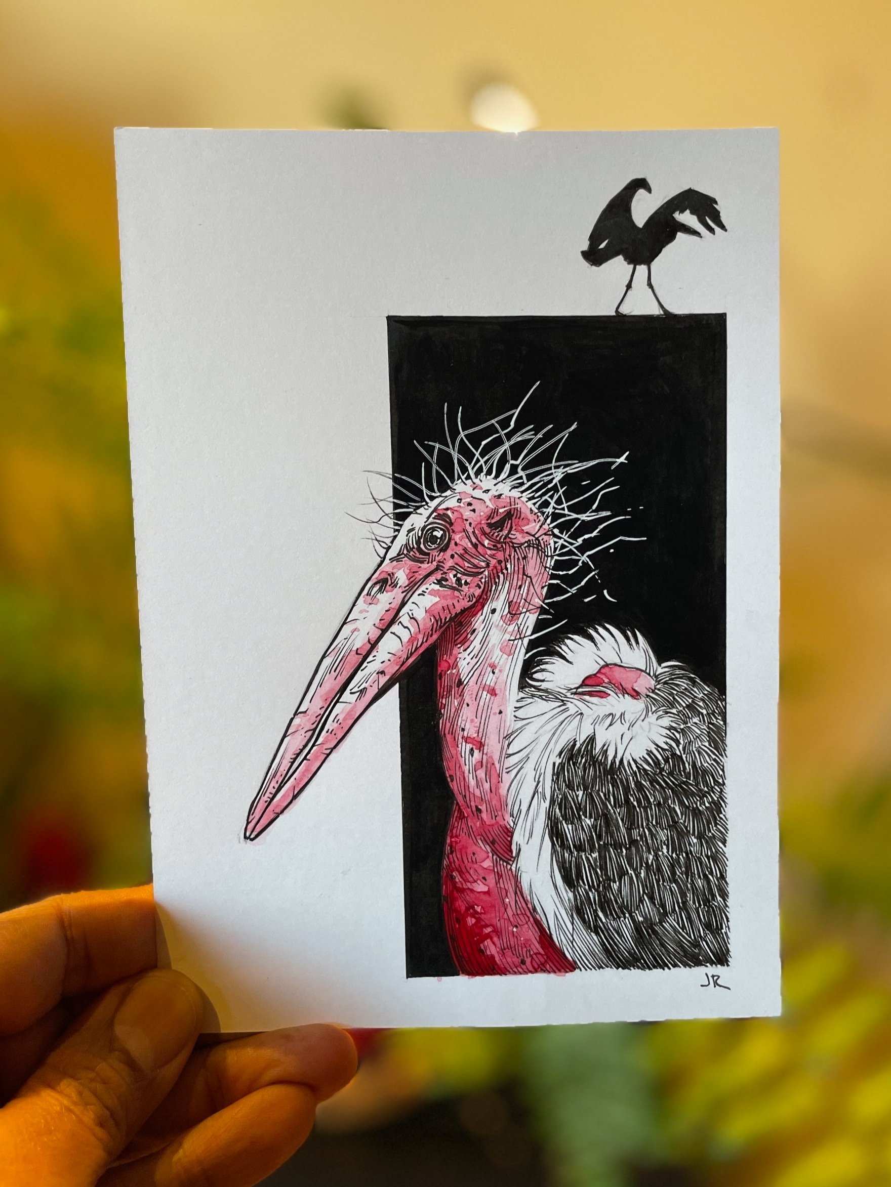 24.Marabou+-+1.jpg
