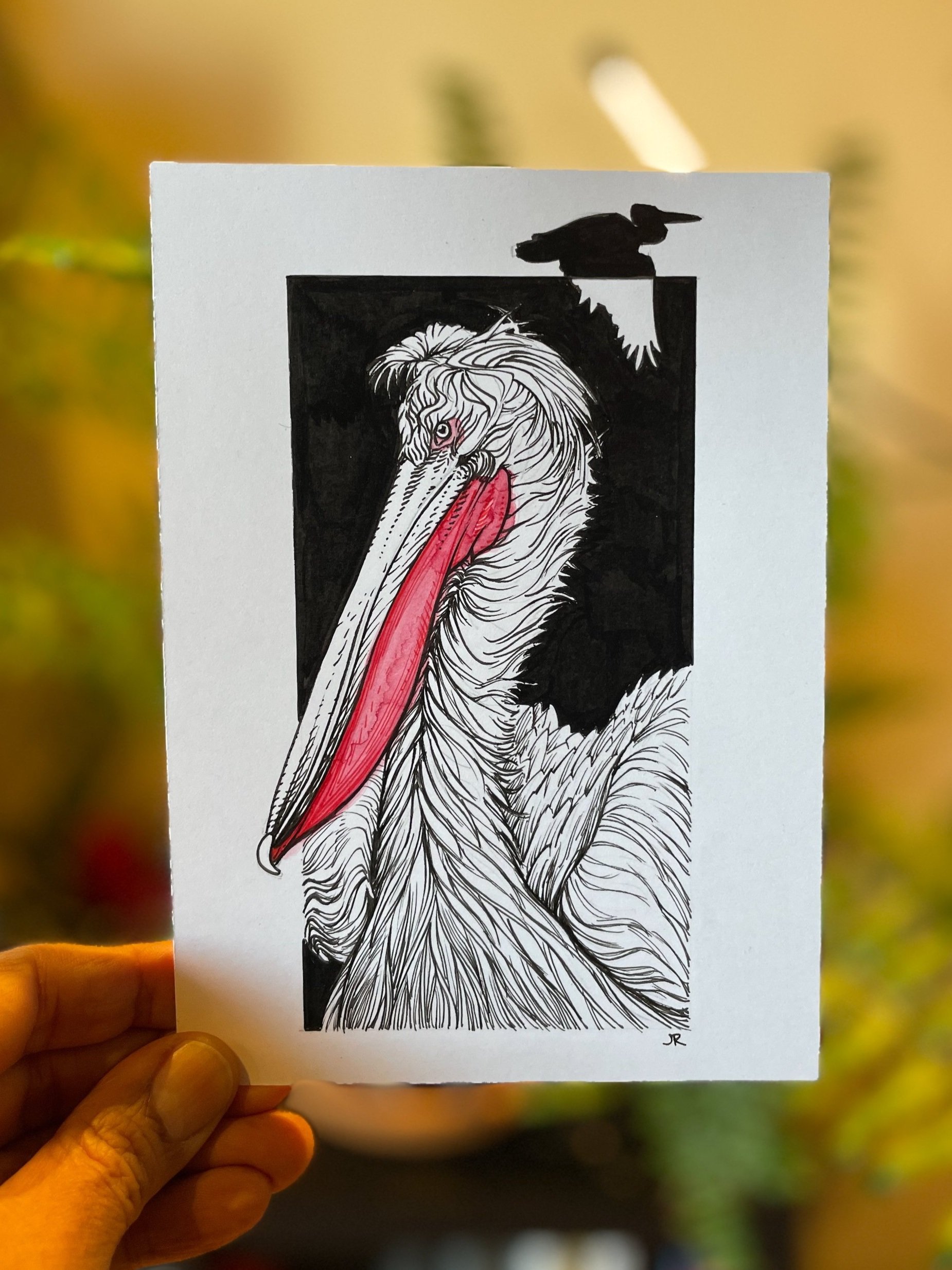 28.DalmatianPelican+-+1.jpg